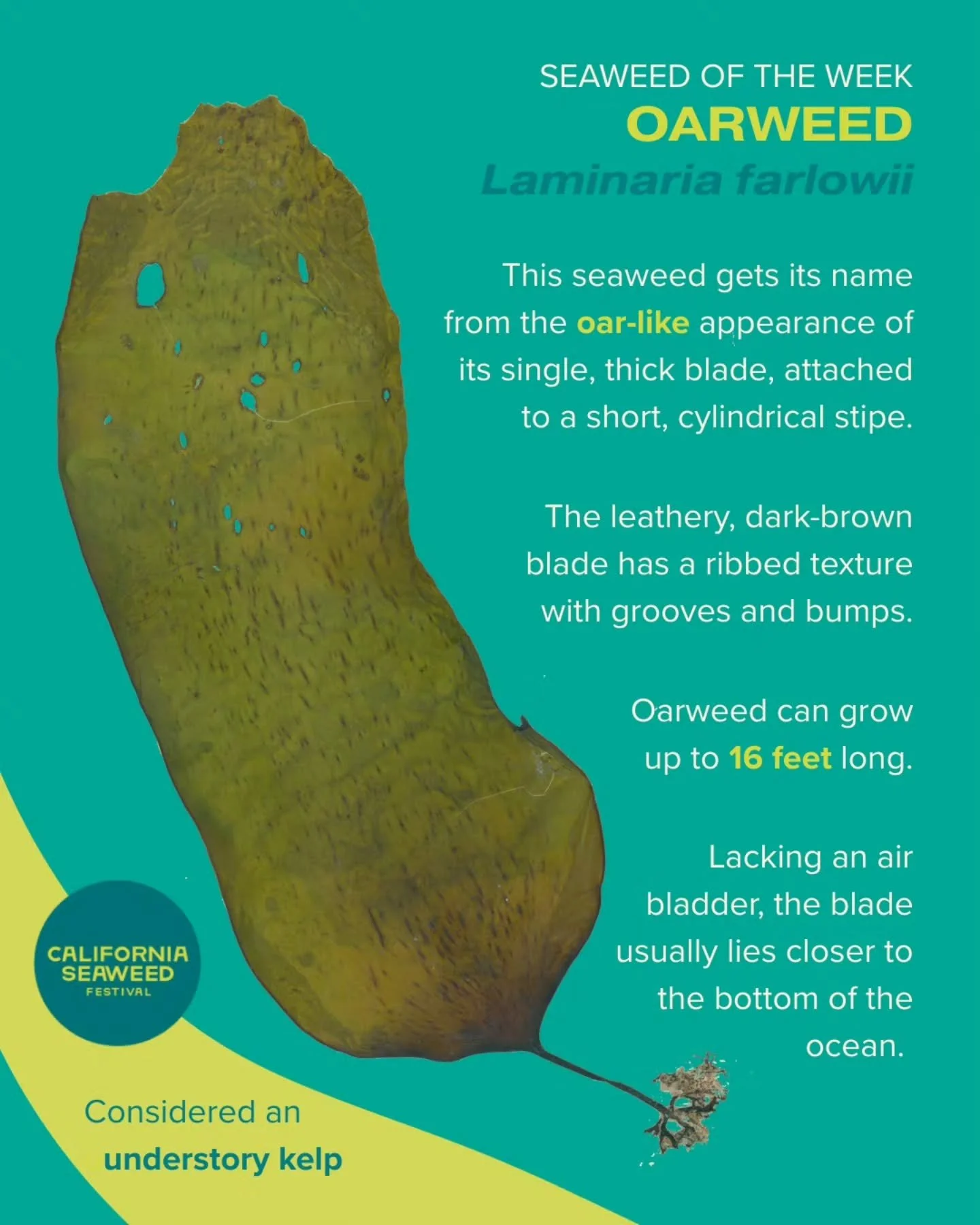 Our Seaweed of the Week is oarweed, also known as golden kombu! This understory kelp has a distinct, oar-like blade but lacks the air bladders that characterize other species of its order, Laminariales.

Seaweed of the Week is developed in collaborat