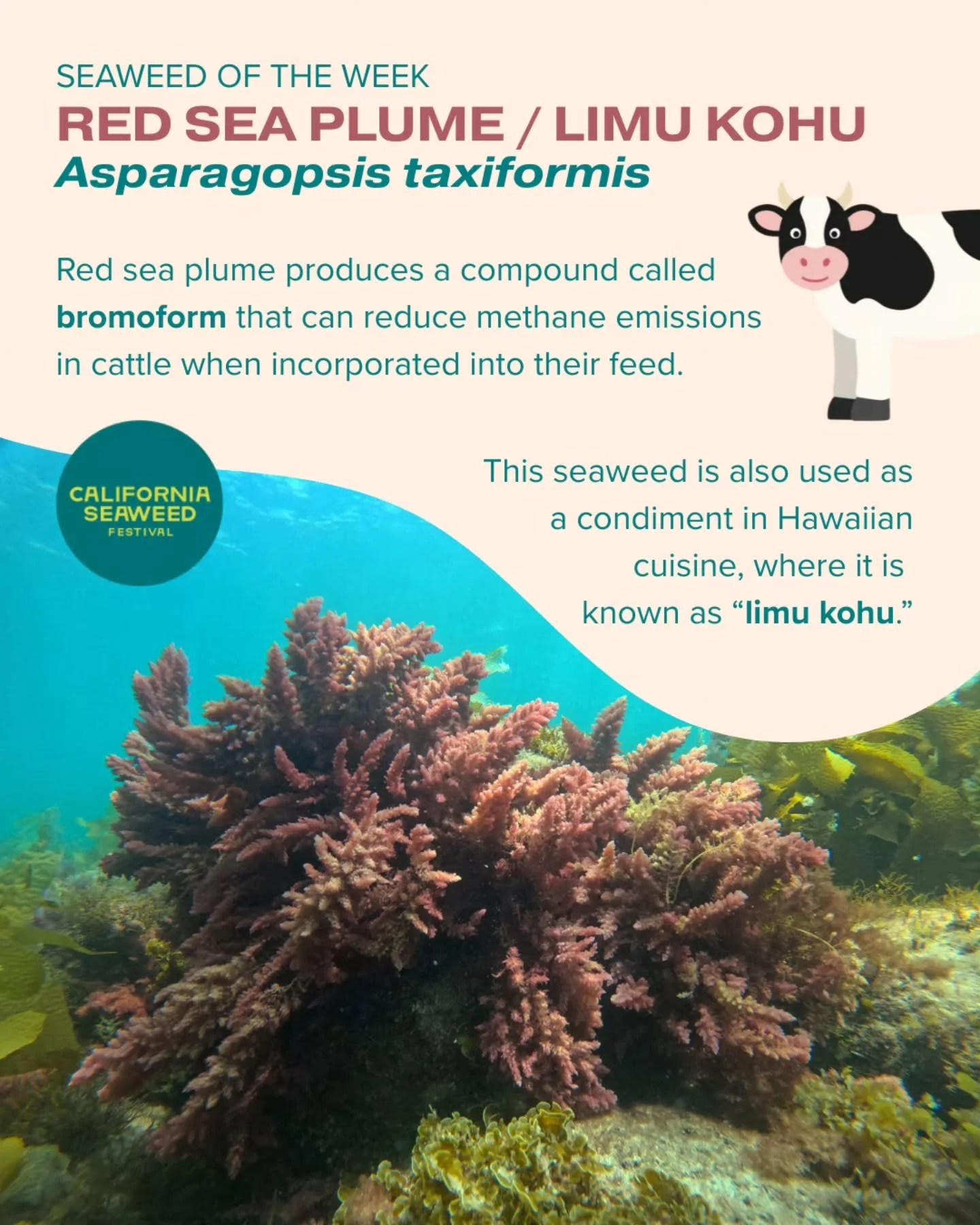 Red sea plume is our Seaweed of the Week! Also known as &lsquo;limu kohu&rsquo; in Hawaii, this red alga has the potential to greatly reduce methane emissions in cattle farming when added to cows&rsquo; feed. Methane is a greenhouse gas that, alongsi