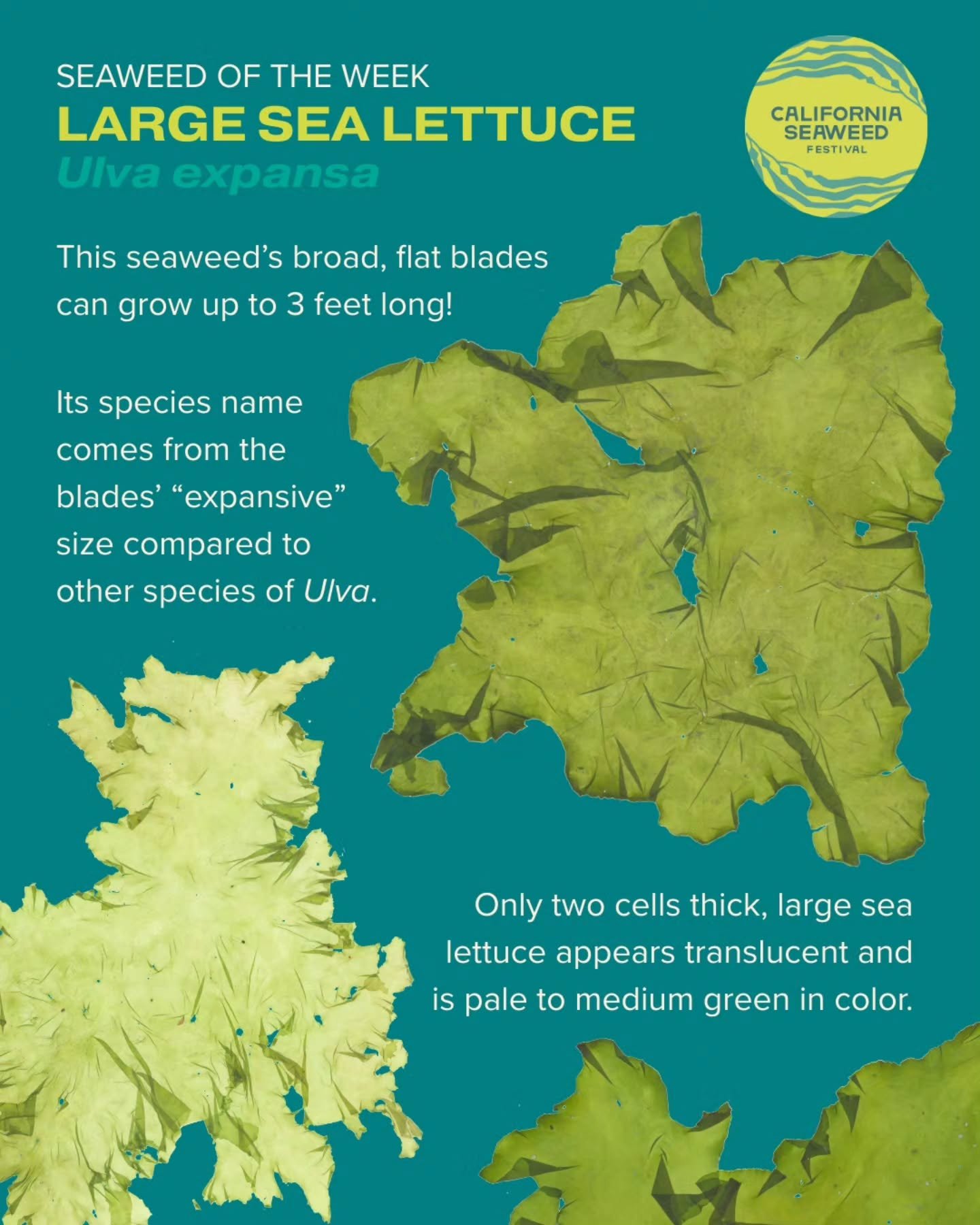 You&rsquo;ve heard of sea lettuce. But get ready for... large sea lettuce! Ulva expansa is only two cells thick but up to three feet long. It has many uses, from aquaculture to bioremediation.

Seaweed of the Week is developed in collaboration with D