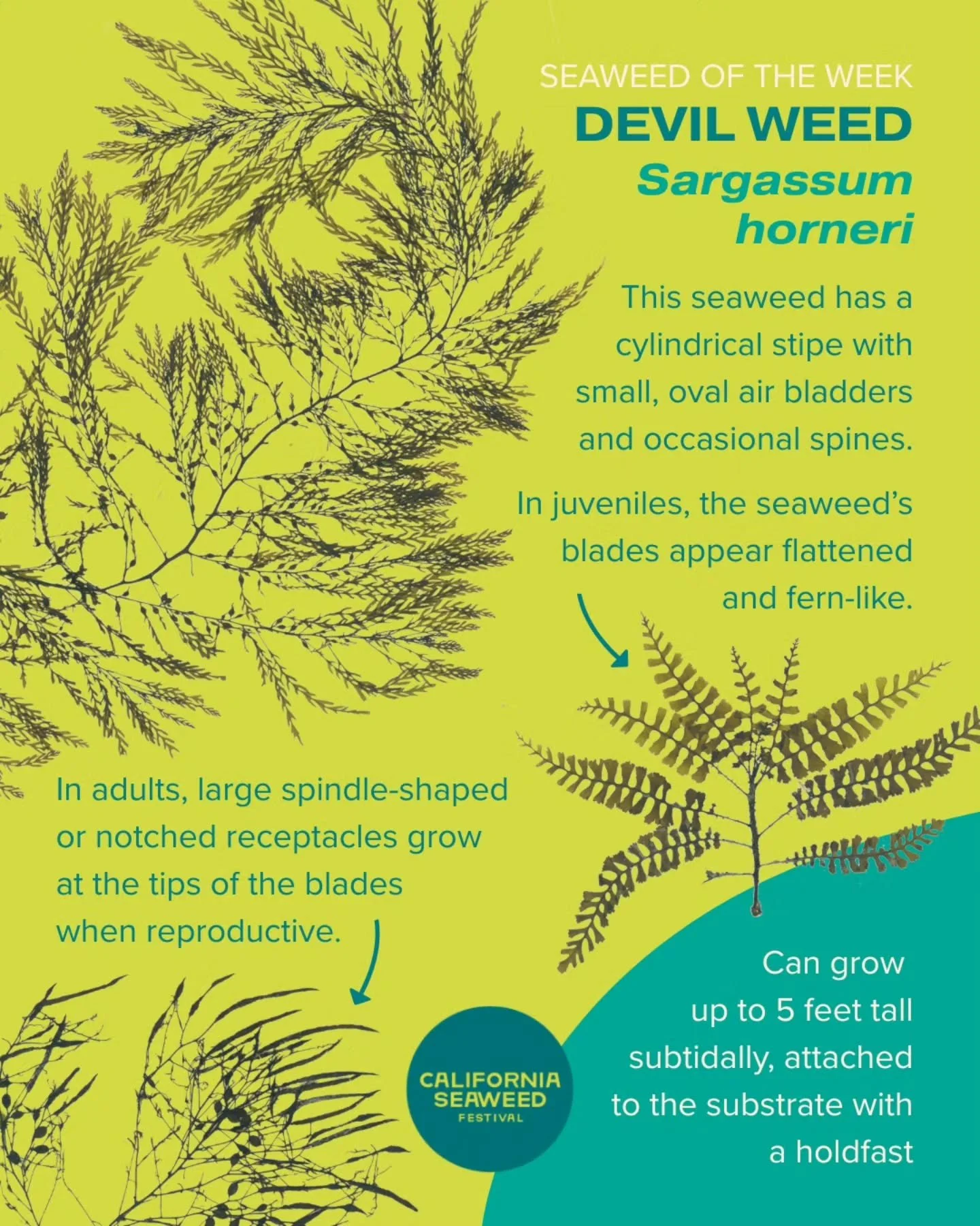 Devil weed is our Seaweed of the Week! This brown alga likely came to Southern California on ships and is now considered invasive for its ability to outcompete local kelps.

Seaweed of the Week is developed in collaboration with Dr. Adi Khen from the