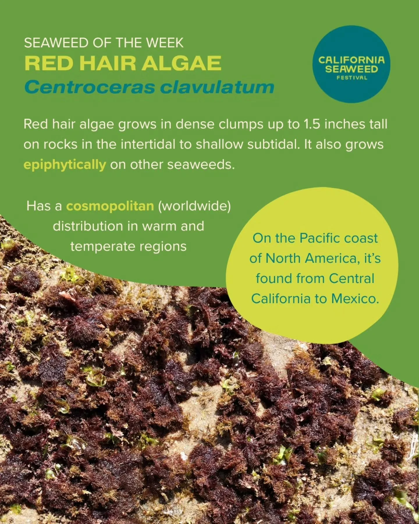 Our Seaweed of the Week is red hair algae!

Seaweed of the Week is developed in collaboration with Dr. Adi Khen from the Smith Seaweed Ecology Lab at Scripps Institution of Oceanography @sioseaweedecology @scripps_ocean and Dr. Rafael Cuevas Uribe at