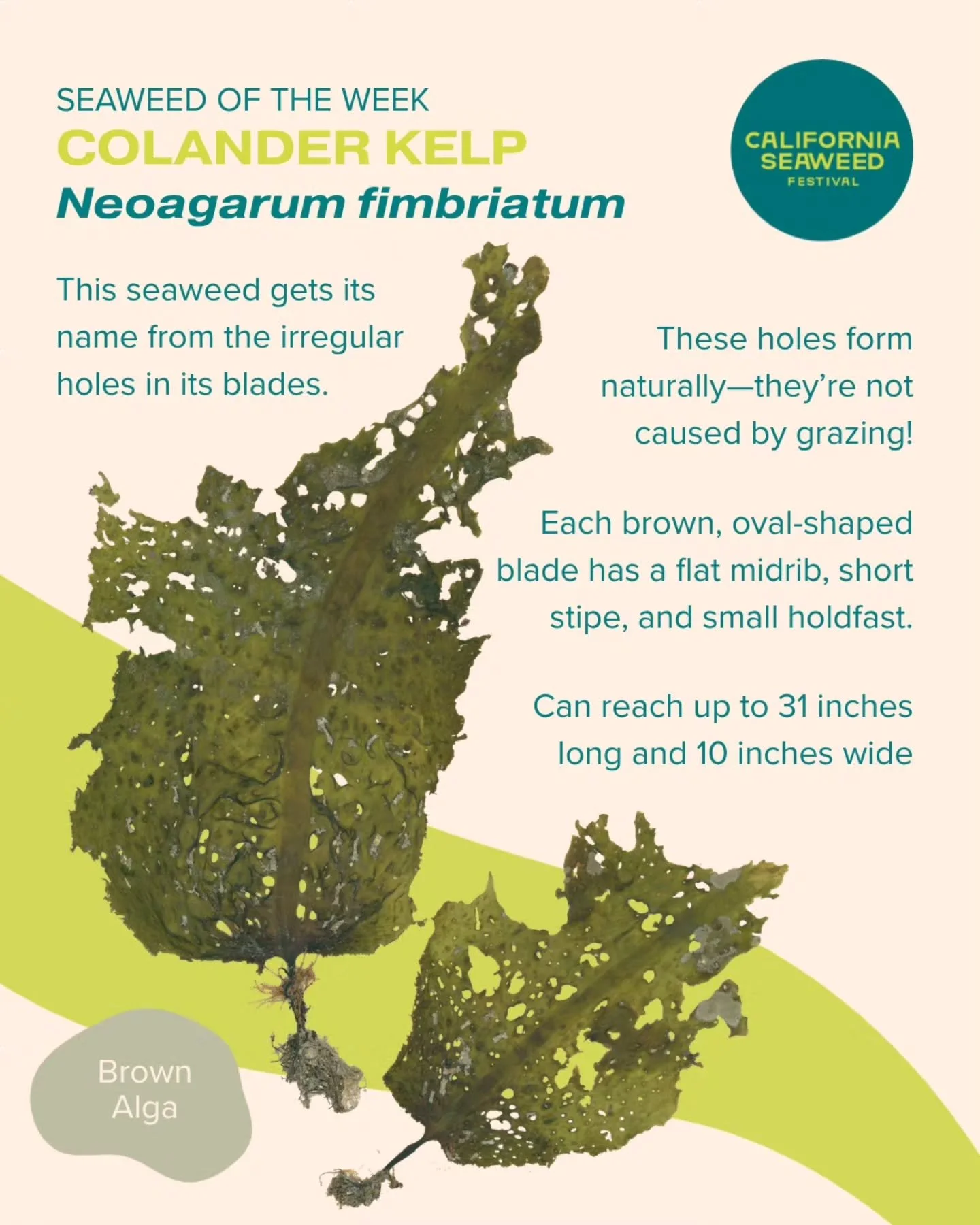 Our Seaweed of the Week is Colander Kelp! It gets its name from the holes in its blades, which form naturally&mdash;not from grazing!

Seaweed of the Week is developed in collaboration with Dr. Adi Khen from the Smith Seaweed Ecology Lab at Scripps I