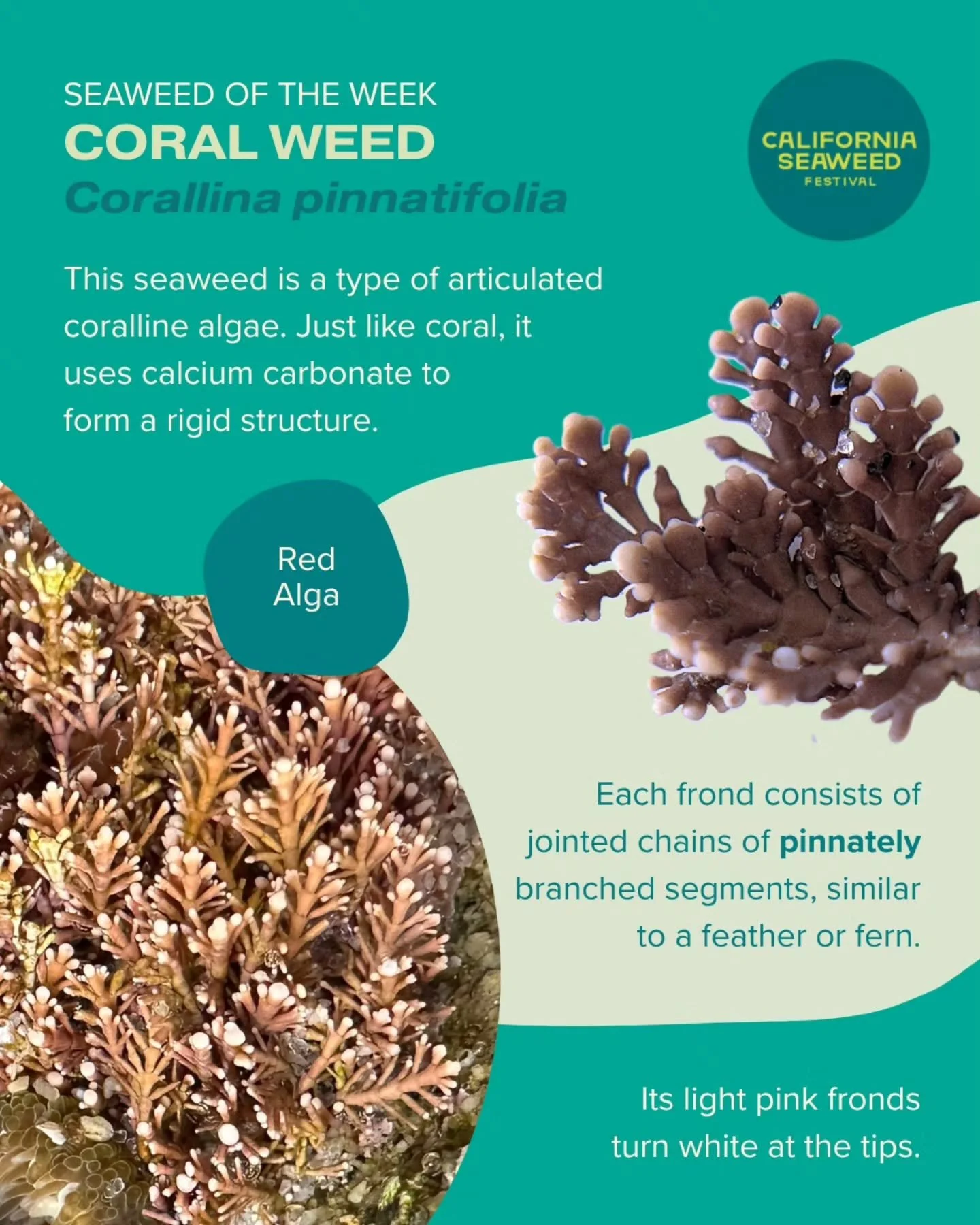 Coral weed is our Seaweed of the Week! Like other coralline algae, this seaweed uses calcium carbonate to make itself rigid and resistant to grazing.

Seaweed of the Week is developed in collaboration with Dr. Adi Khen from the Smith Seaweed Ecology 