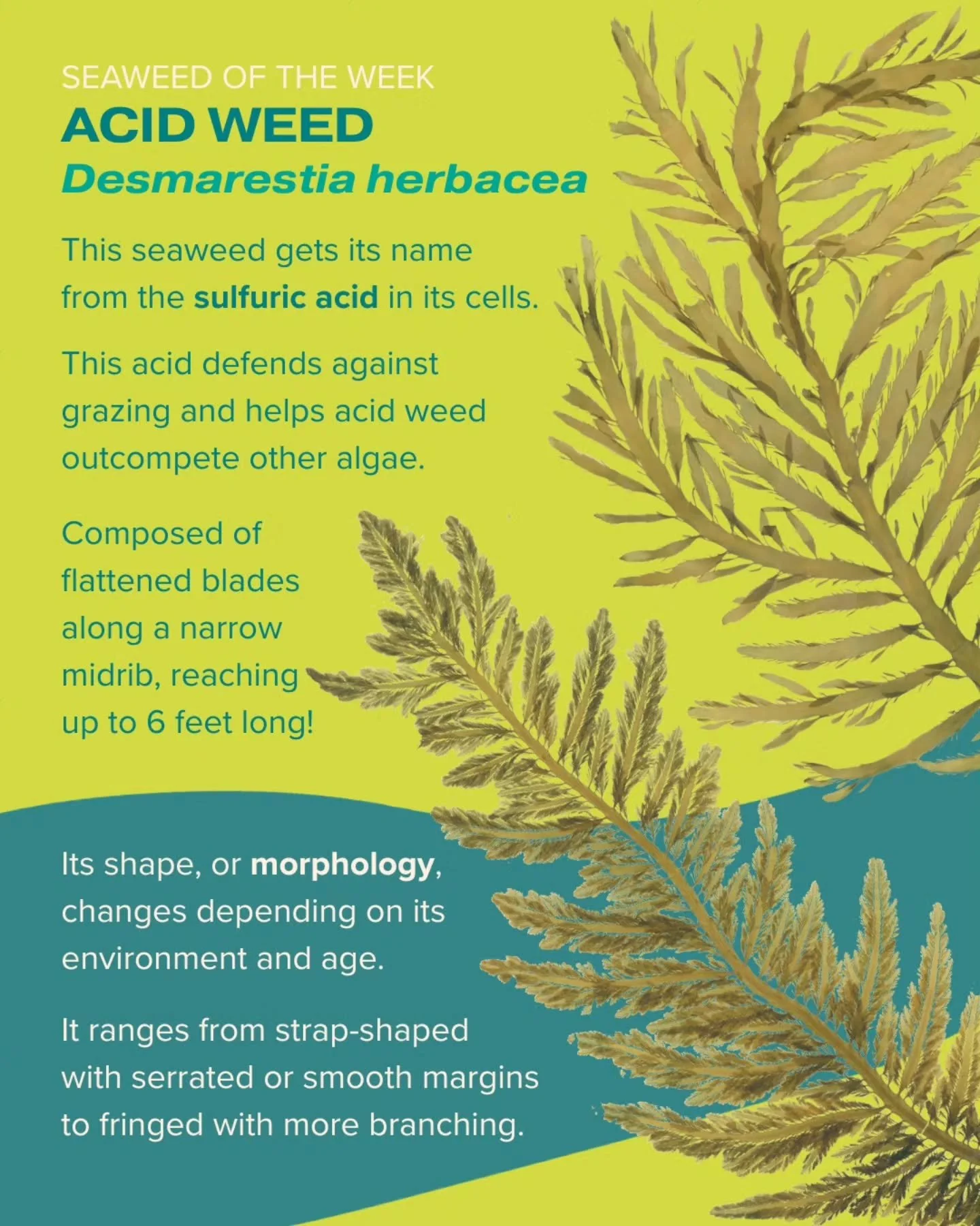 Acid weed is our Seaweed of the Week! Unlike many seaweeds, this alga is not edible due to the sulfuric acid in its cells, which acts as a chemical defense against grazing herbivores.

Seaweed of the Week is developed in collaboration with Dr. Adi Kh