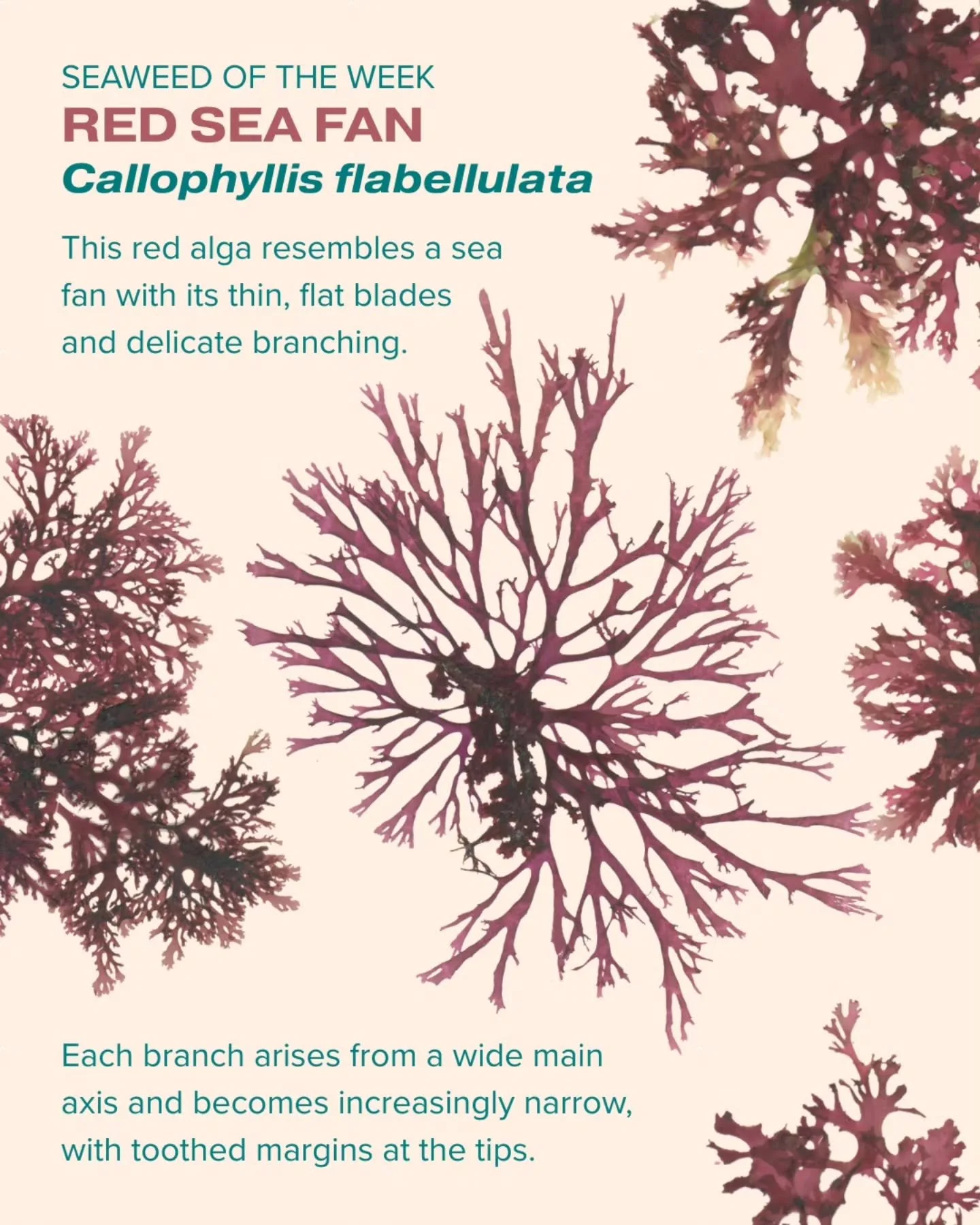 Our Seaweed of the Week is red sea fan! This red alga is indeed a type of seaweed, but its common name refers to sea fans, a type of (unrelated) soft coral with a similar shape.

Seaweed of the Week is developed in collaboration with Dr. Adi Khen fro