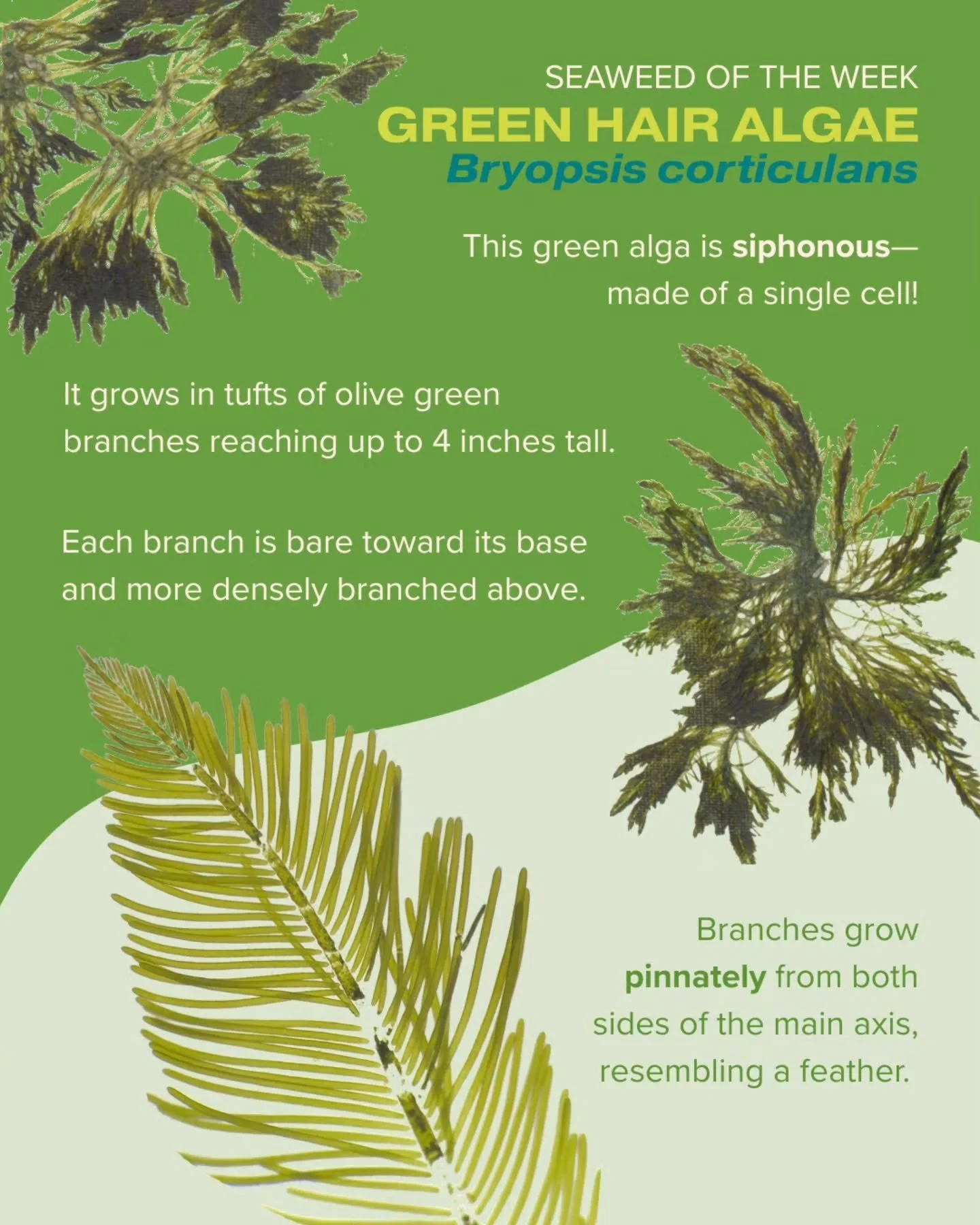 Green hair algae is our Seaweed of the Week! Like other algae in the genus Bryopsis, this seaweed consists of a single, multinucleated cell.

Seaweed of the Week is developed in collaboration with Dr. Adi Khen from the Smith Seaweed Ecology Lab at Sc