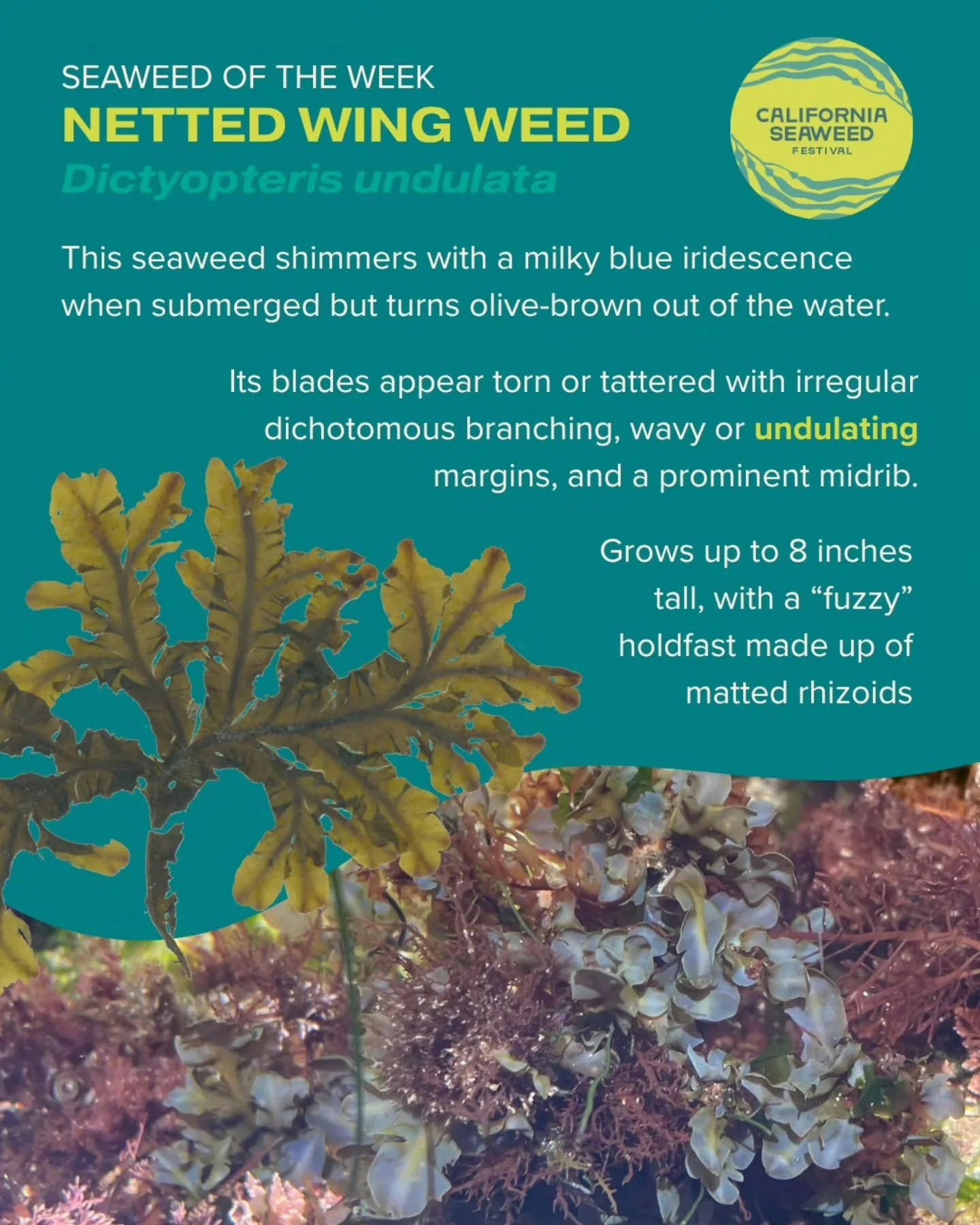 Netted wing weed is our Seaweed of the Week! If you&rsquo;ve ever reached for an iridescent seaweed in the tidepools only for it to turn brown out of the water, you&rsquo;ve likely encountered this alga, native to Southern California and Mexico.

Sea