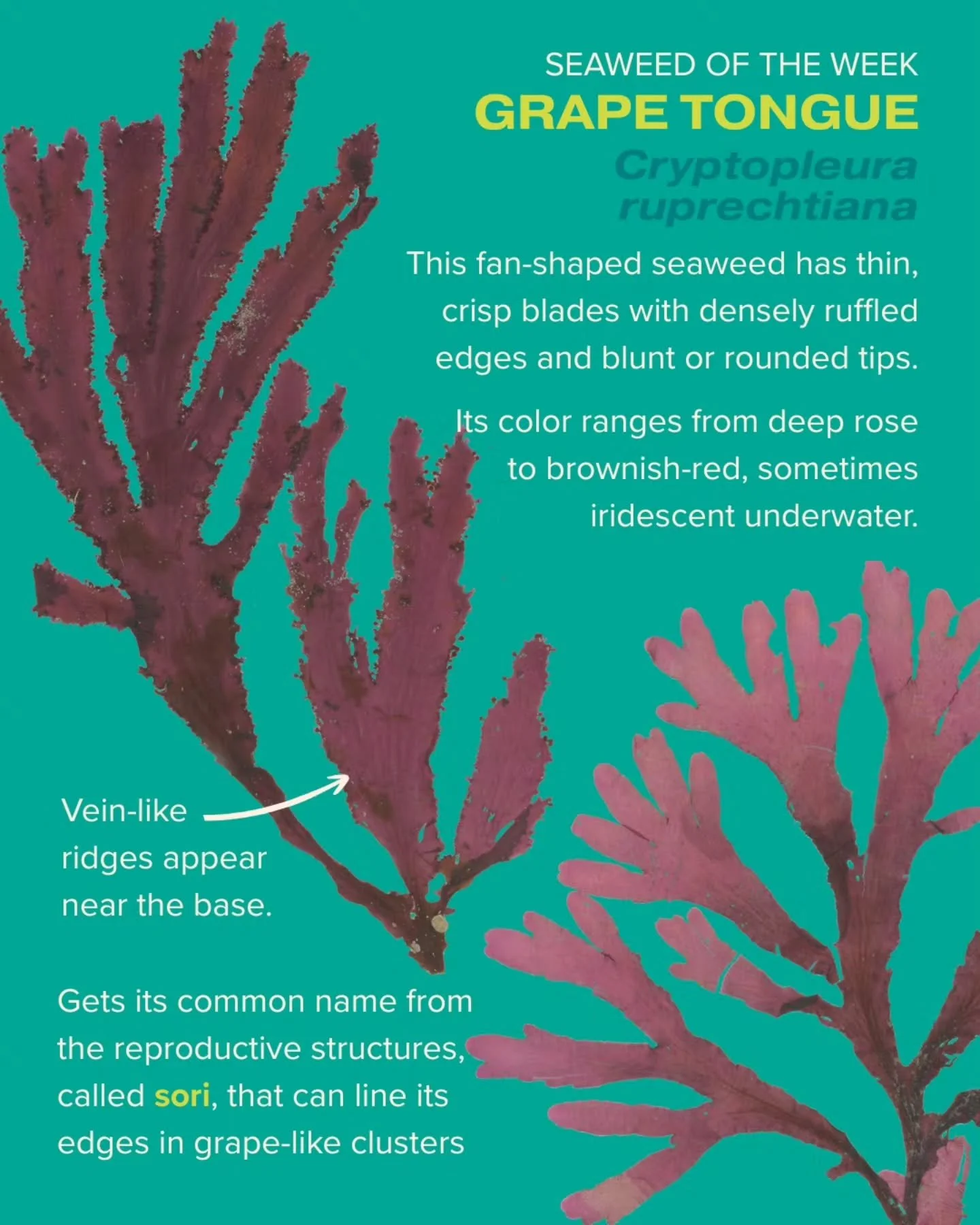 Grape tongue is our Seaweed of the Week! You can recognize this red alga by its distinctly ruffled edges and faint veins.

Seaweed of the Week is developed in collaboration with Dr. Adi Khen from the Smith Seaweed Ecology Lab at Scripps Institution o