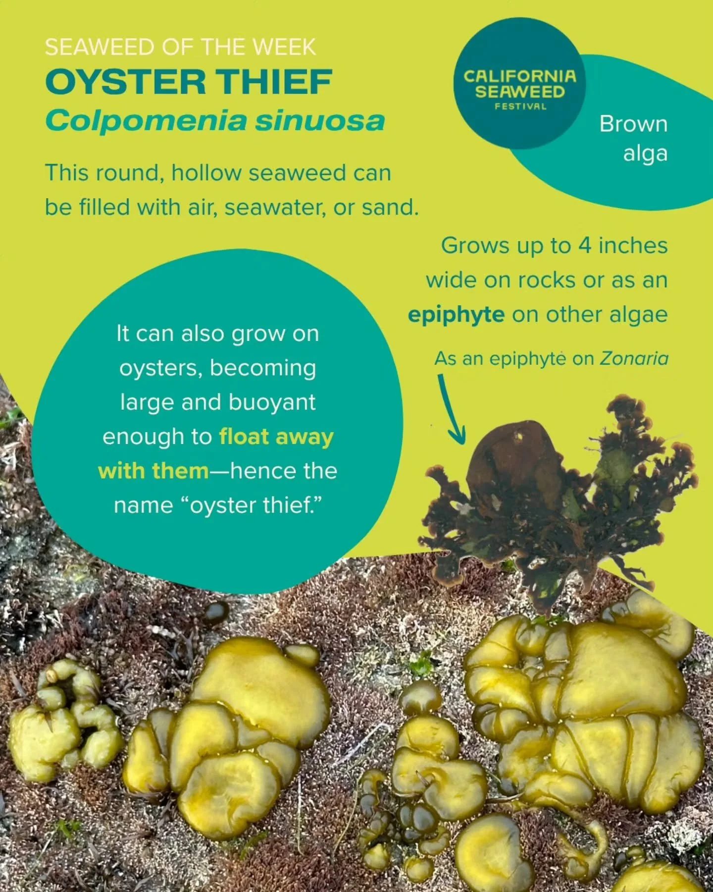 Oyster thief is our Seaweed of the Week! Imagine this seaweed floating away with an oyster at its base. When growing on a shellfish, oyster thief&rsquo;s hollow thallus can fill with air and become buoyant.

Seaweed of the Week is developed in collab