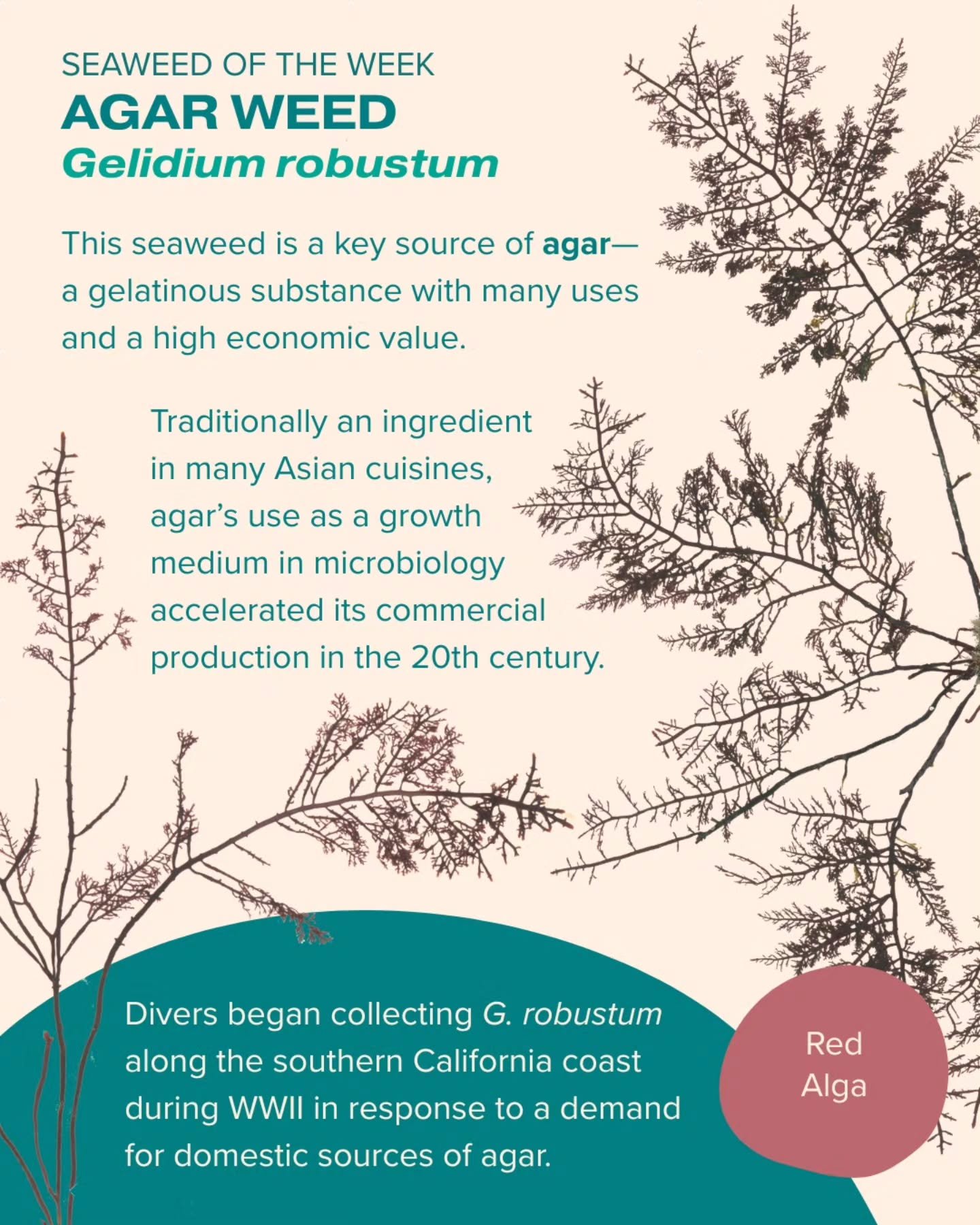 Agar Weed is our Seaweed of the Week! This red alga gets its common name from the agar that can be extracted from its cell walls. For more on the history of agar production, check out Joe Riley&rsquo;s presentation from last year&rsquo;s festival. 

