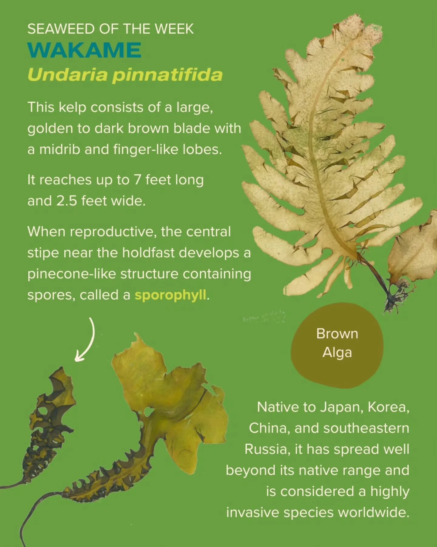 Wakame is our Seaweed of the Week! You can find this non-native kelp growing on docks and harbors in Southern California&mdash;or you can find it in your miso soup!

Seaweed of the Week is developed in collaboration with Dr. Adi Khen from the Smith S