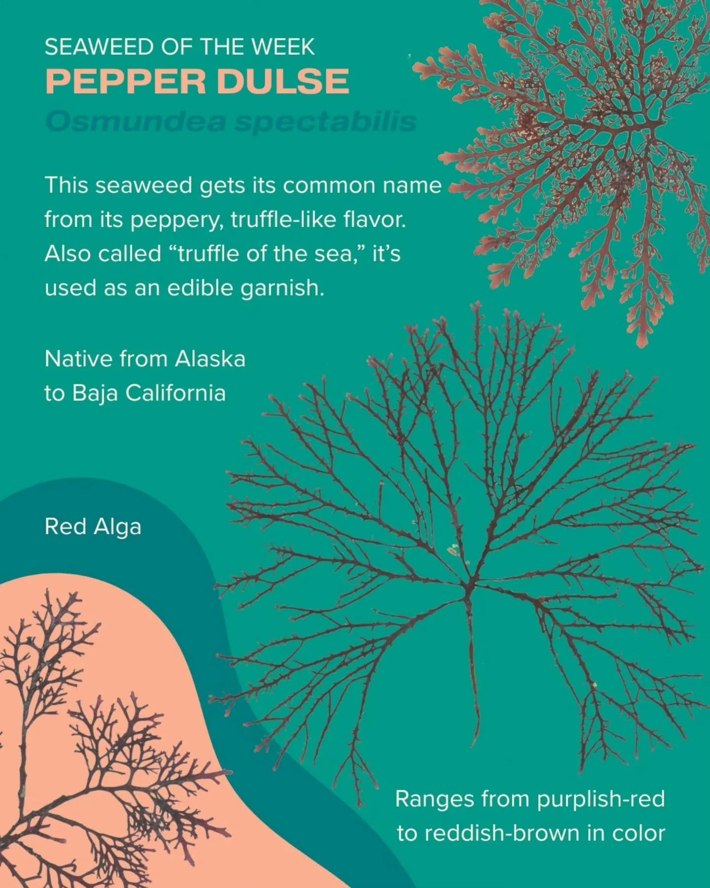 Pepper dulse is our Seaweed of the Week! If you come across this alga in the intertidal, try tasting its mineral-rich, umami flavor.

Seaweed of the Week is developed in collaboration with Dr. Adi Khen from the Smith Seaweed Ecology Lab at Scripps In