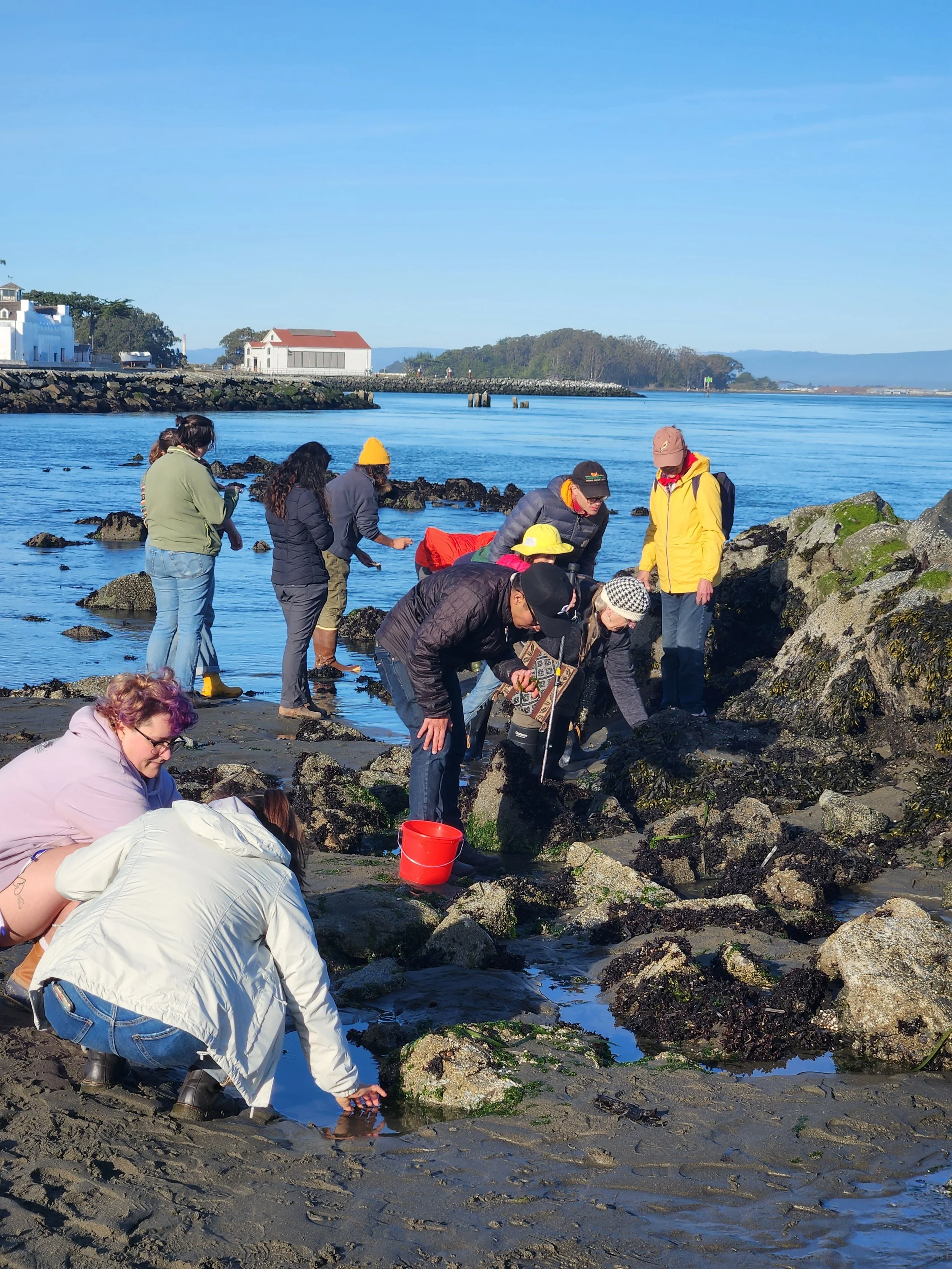 A group of people exploring tide pools on a rocky beach with the ocean and distant buildings in the background.