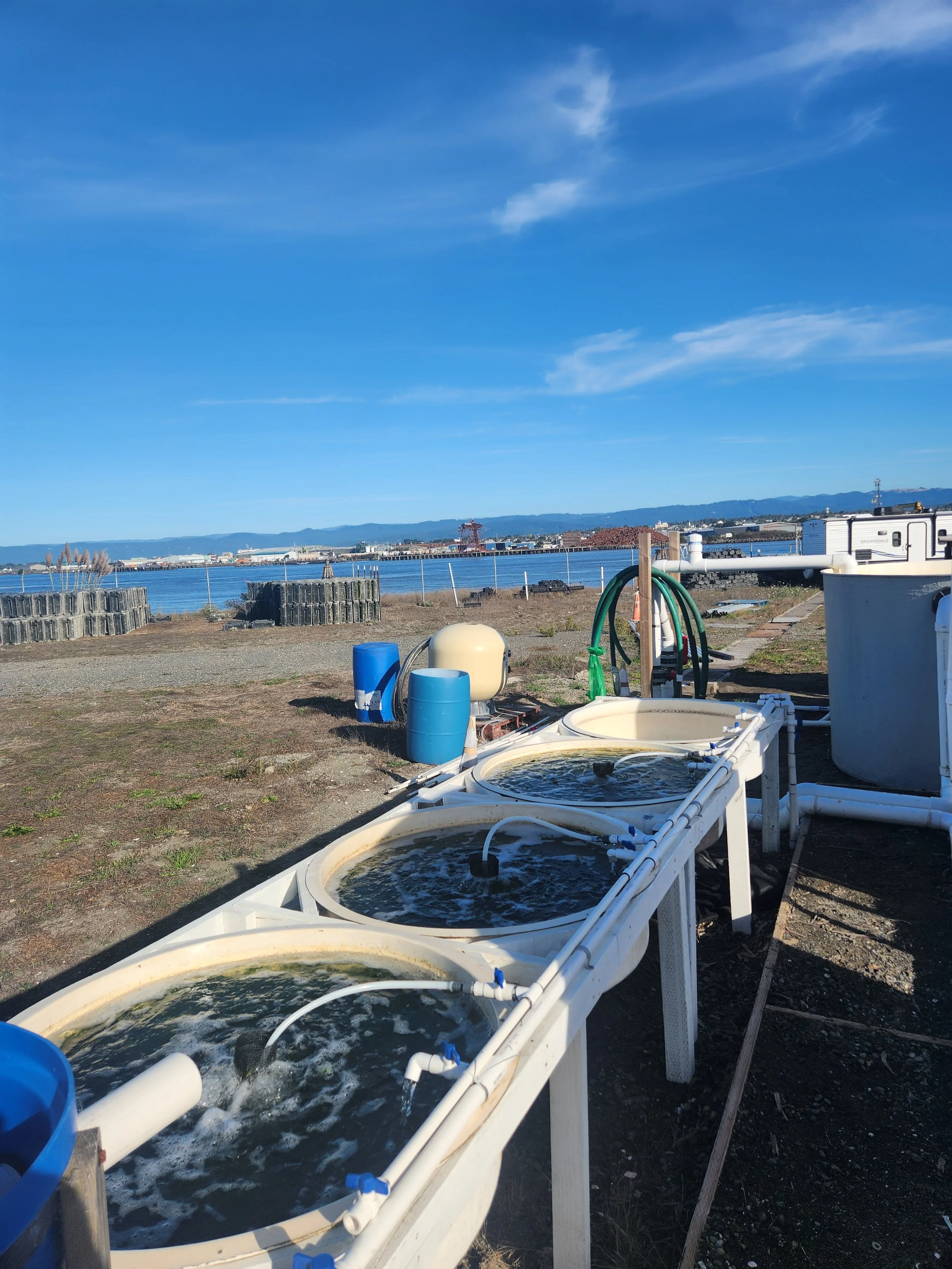 sunken seaweed tanks.jpg