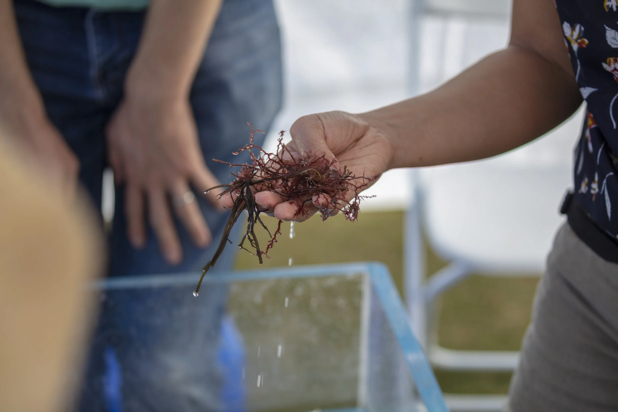 SeaweedFest-9096.jpg