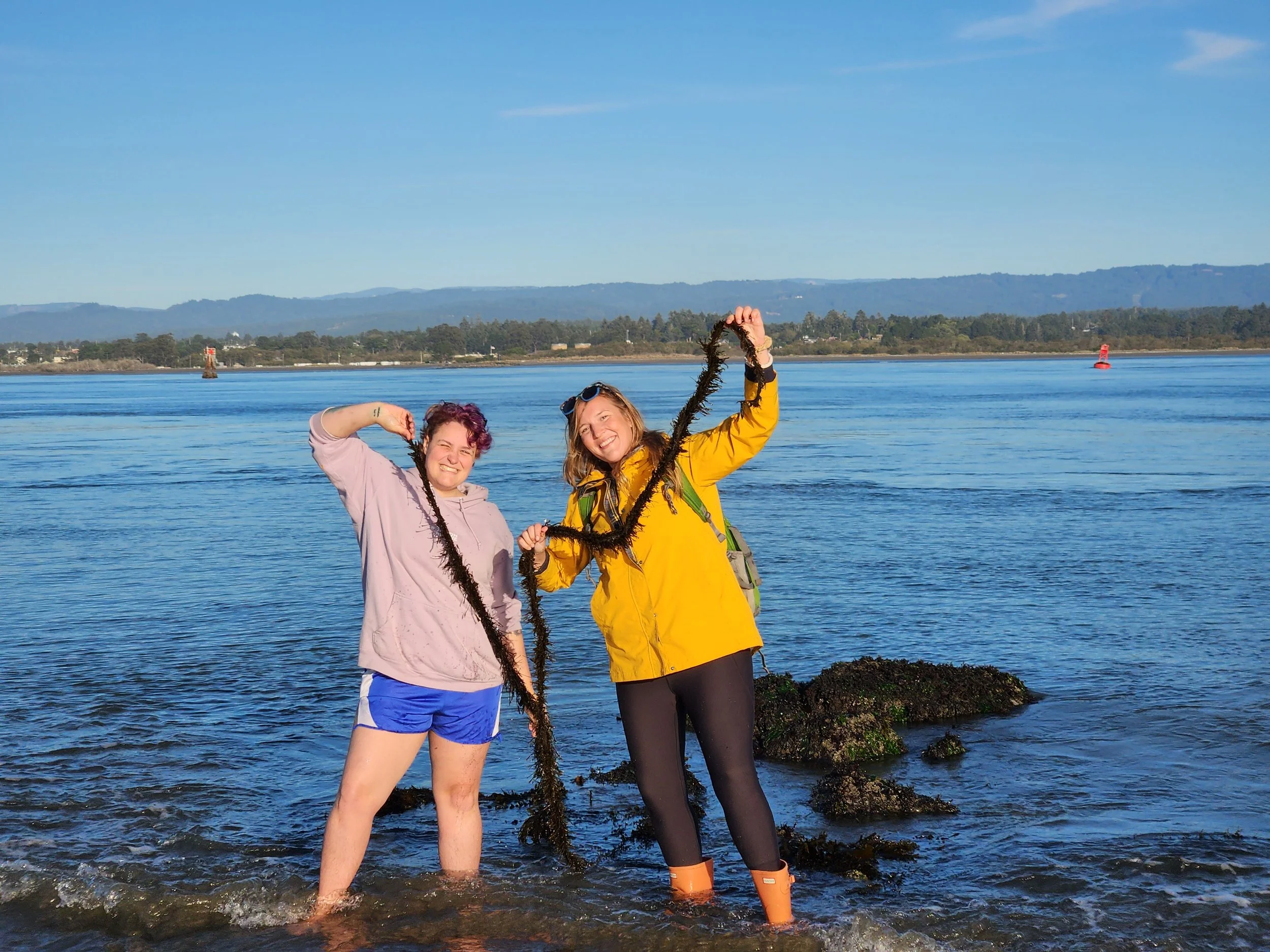 Two people standing in shallow ocean water holding seaweed, with a scenic coastline and blue sky in the background.