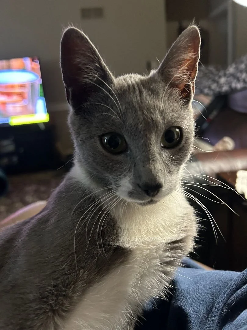 Crap Project Cats for Adoption — Calla's Critter Rescue