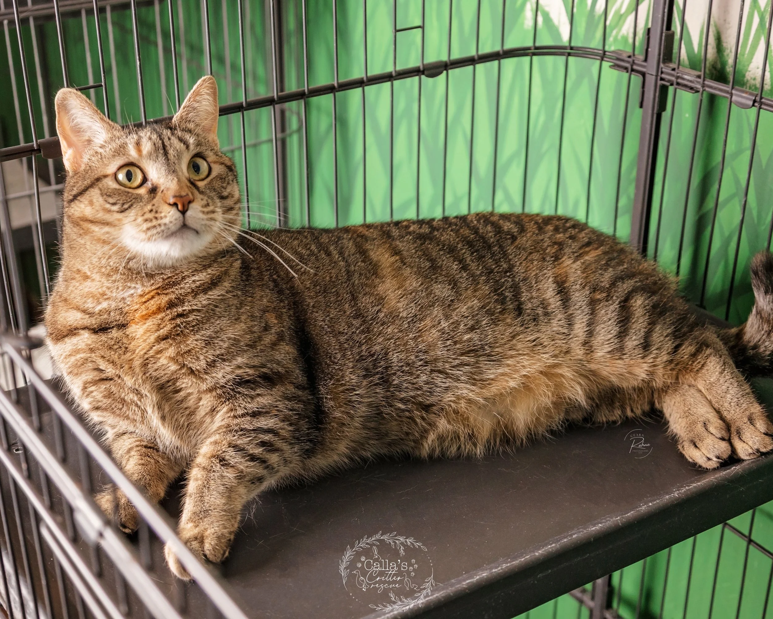 A tabby cat with yellow eyes sitting on a wooden shelf against a plain wall.