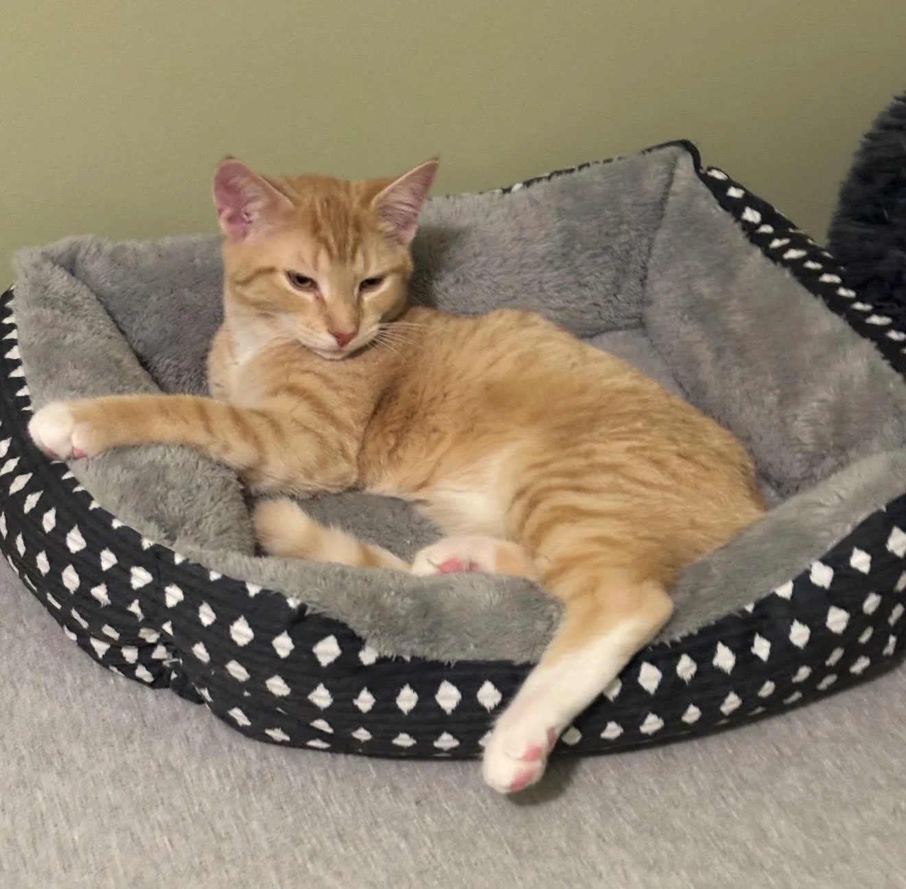 An orange tabby cat lying on a soft, gray pet bed with a black and white patterned border, against a green wall.