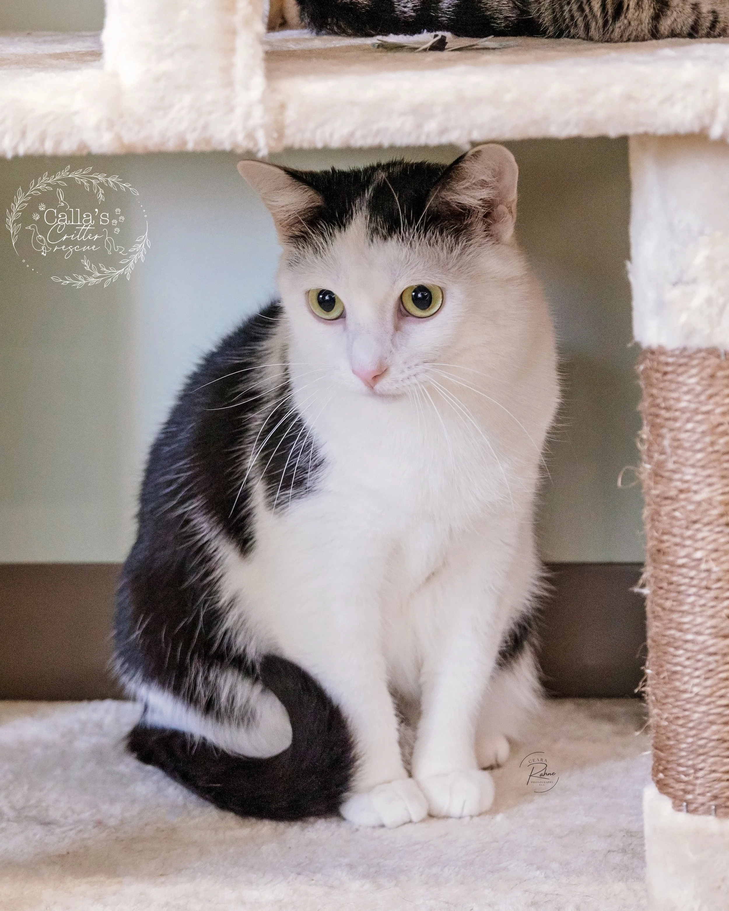A black and white cat named Maverick, with large yellow eyes, lying curled in a soft pet bed and looking up at the camera.