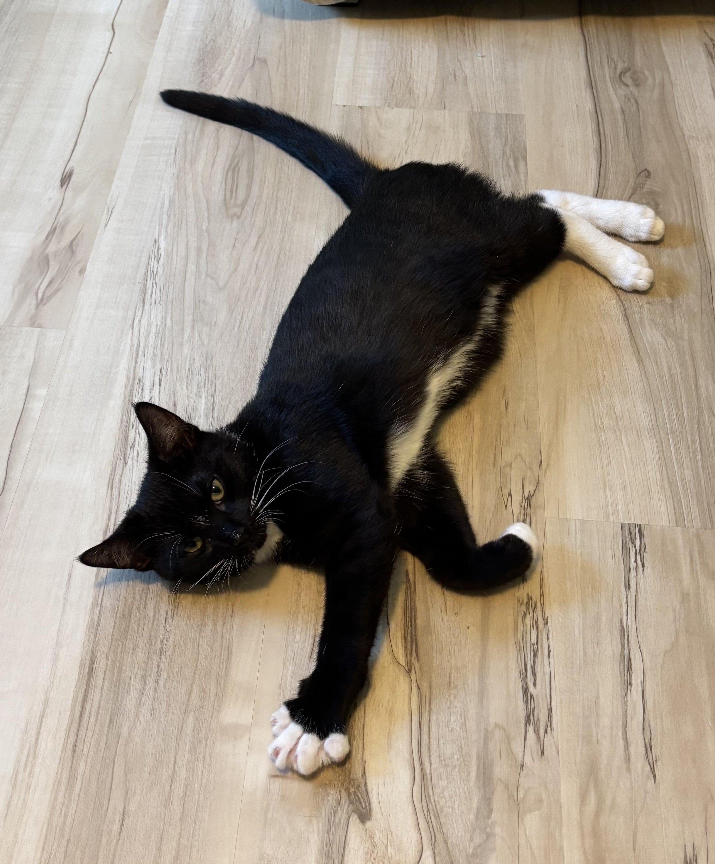 A black and white cat lying on a wooden floor.