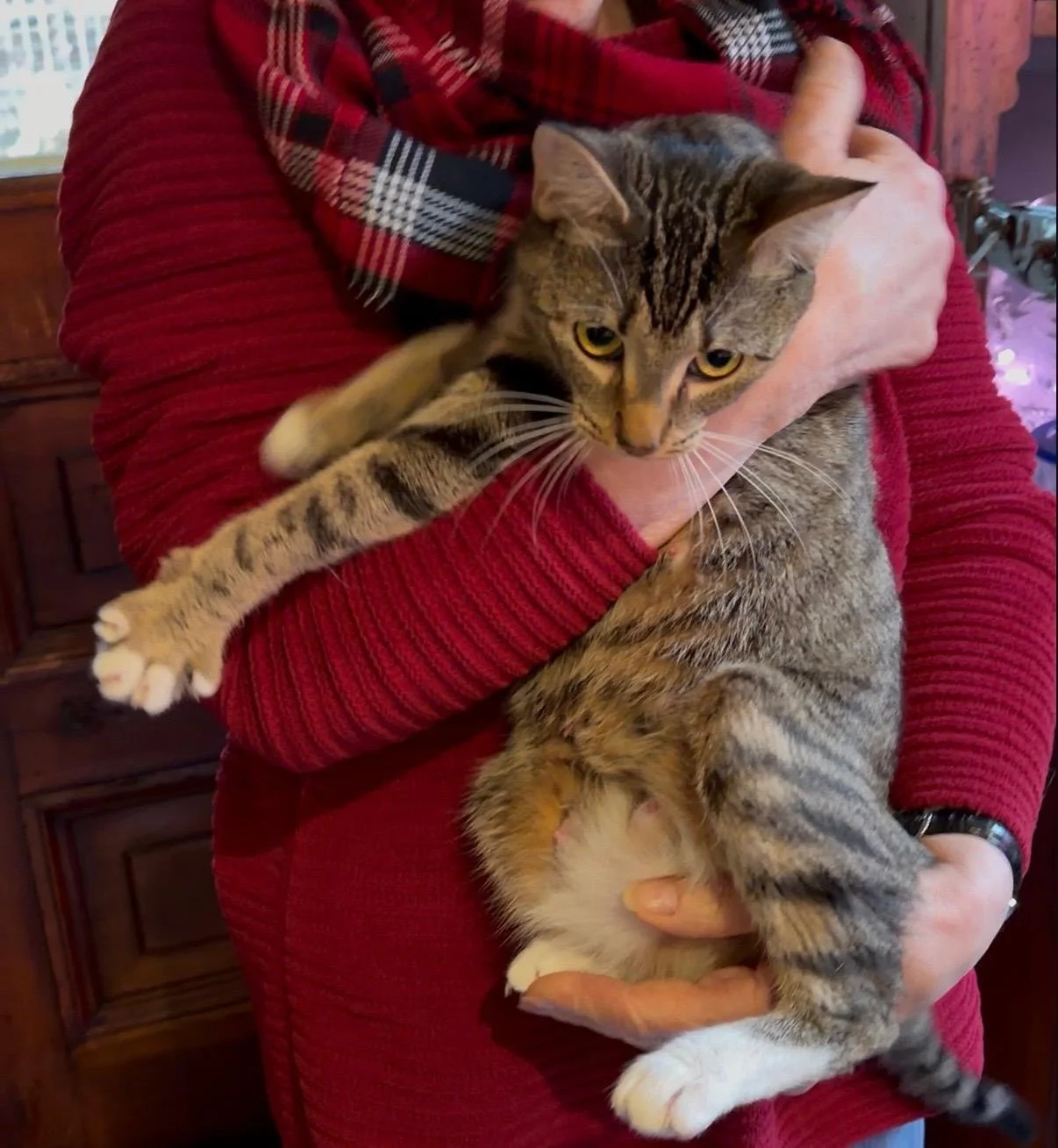 A person in a red sweater and plaid scarf holds a large tabby cat with yellow eyes.