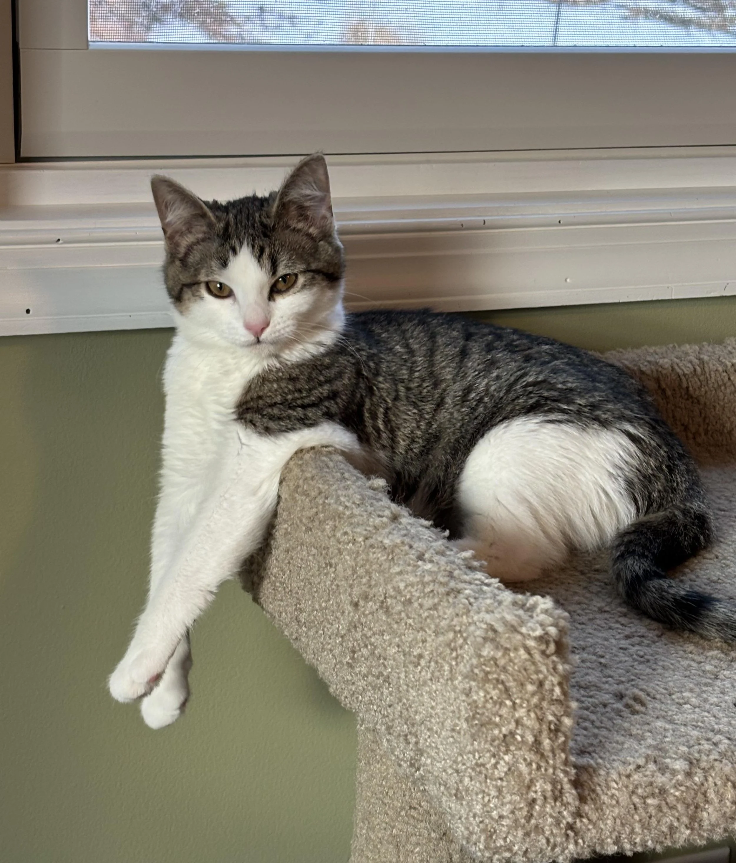 A gray and white domestic cat lounging on a beige cat tree, resting on a perch near a window.