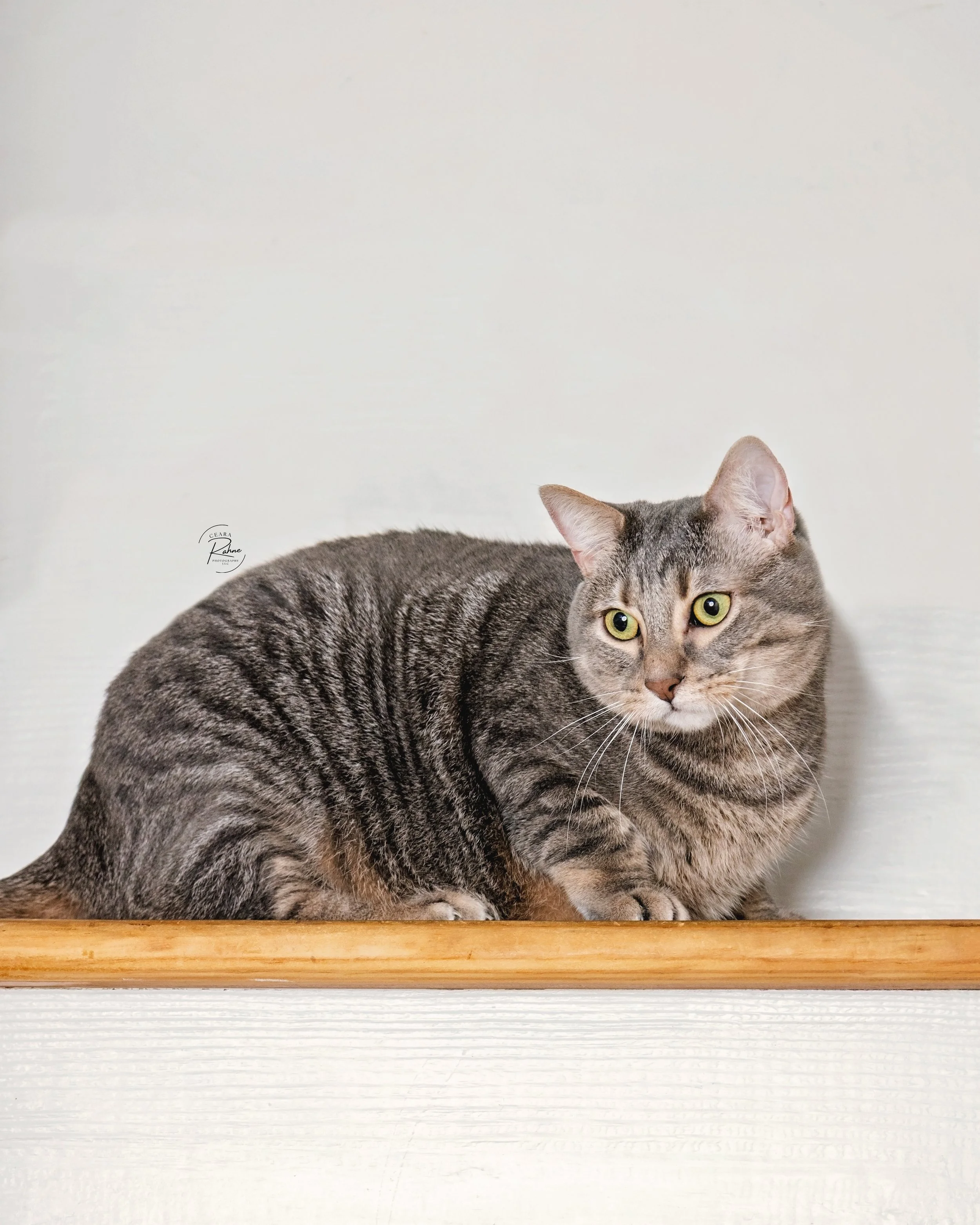 A tabby cat with yellow eyes sitting on a black surface against a dark background.
