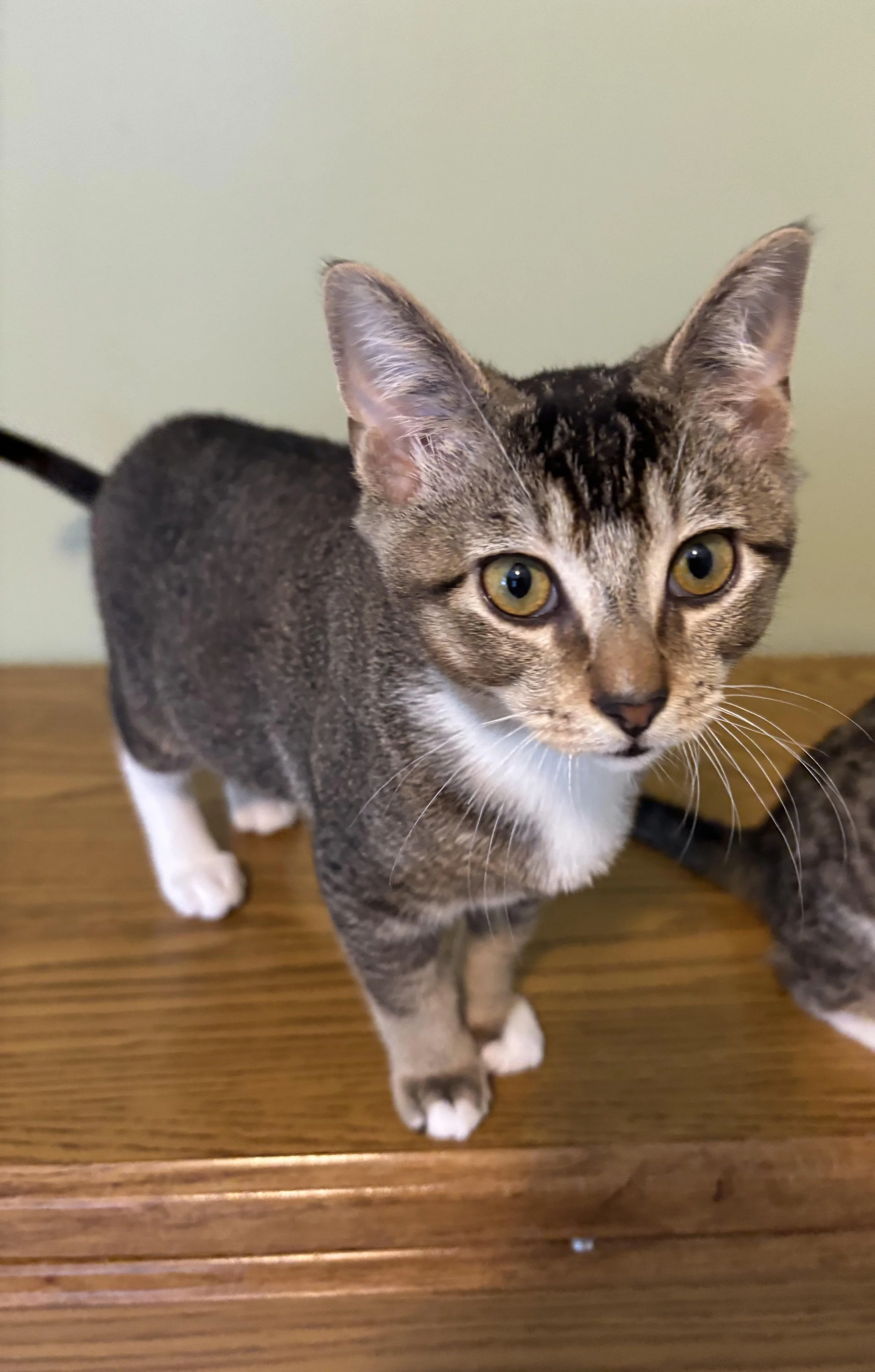 A young tabby cat with yellow eyes and white paws standing on a wooden surface, looking at the camera.