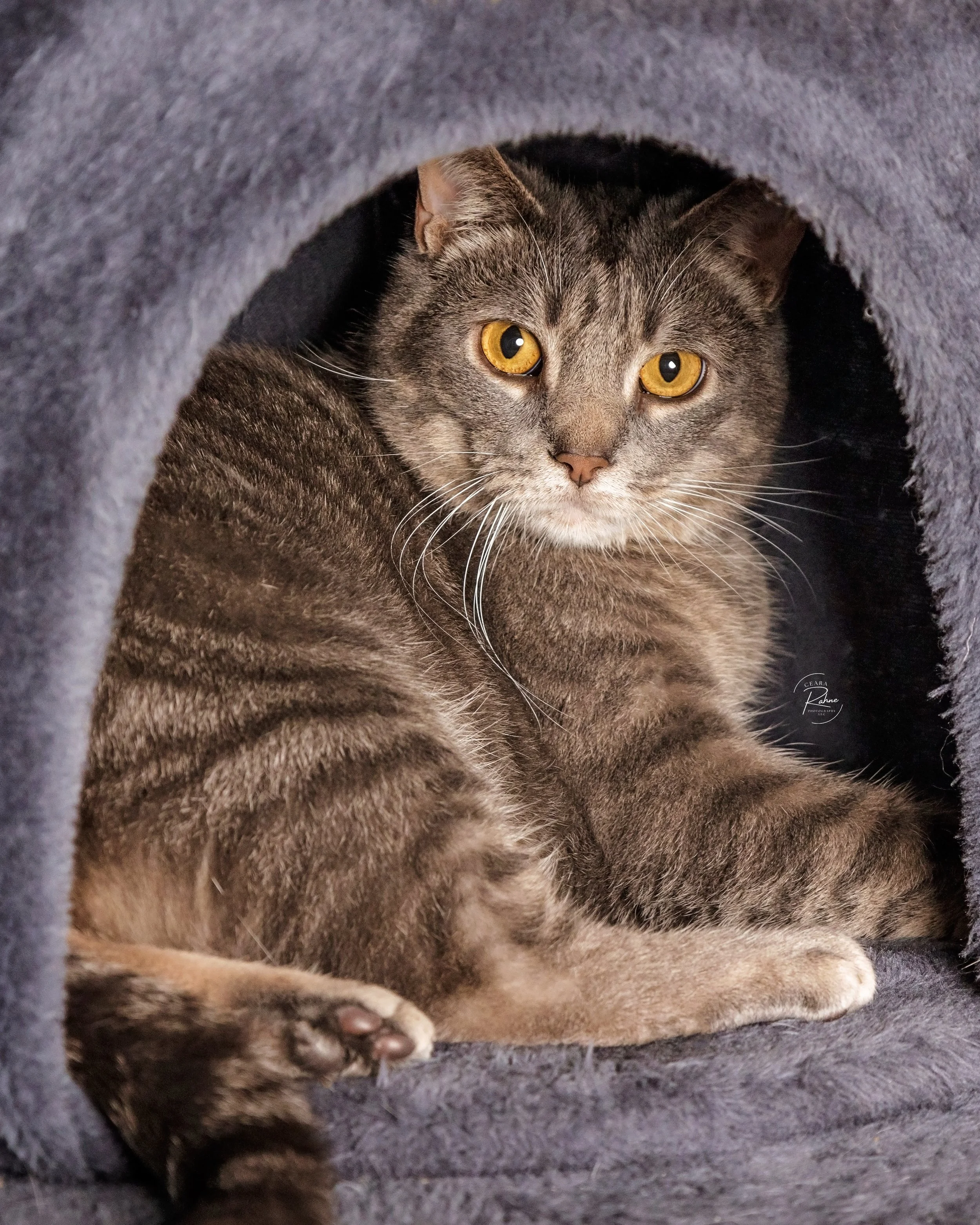 Gray tabby cat sitting on a beige surface indoors, with a blurred background of furniture and windows.