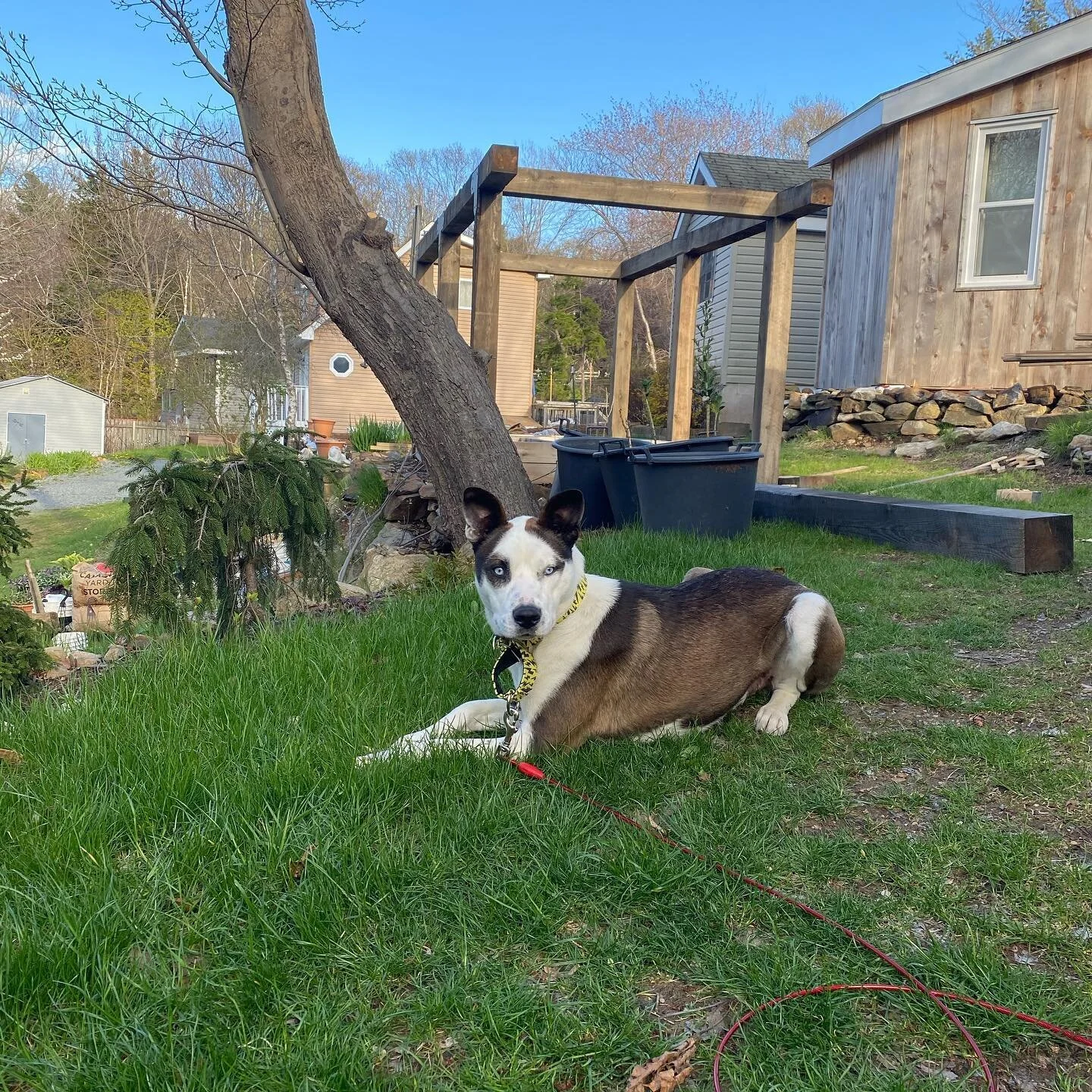 Here&rsquo;s our new little medium-sized doggie. His name is Pinto because he has the colouring of a pinto horse. He was rescued from a high kill shelter in Georgia and he is a little dream boat. #dogsofinstagram #huskymix