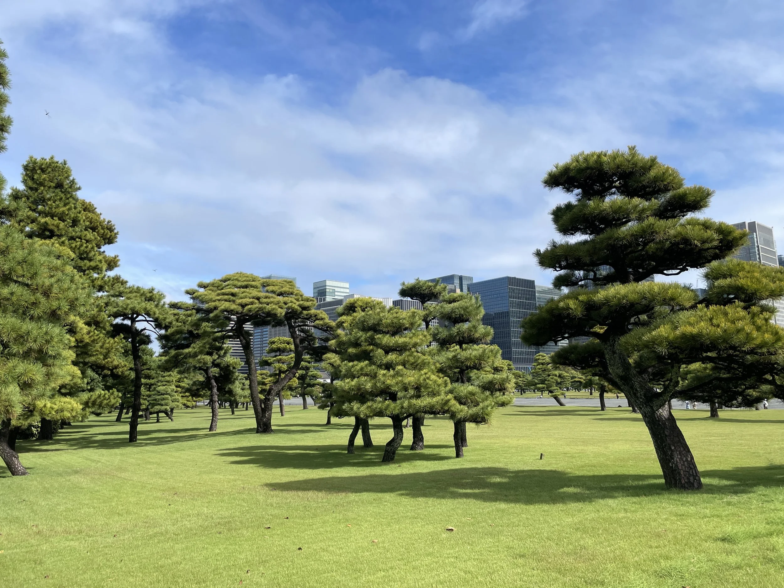 Green park with trimmed pine trees and modern skyscrapers in the background on a sunny day.