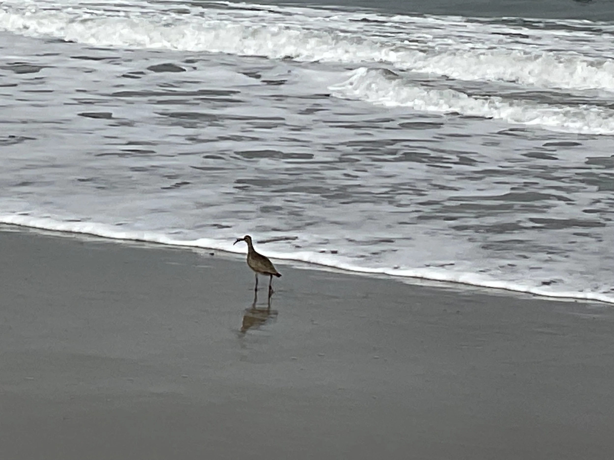 A bird standing on the wet sand near the shoreline, with gentle waves in the background at the beach.