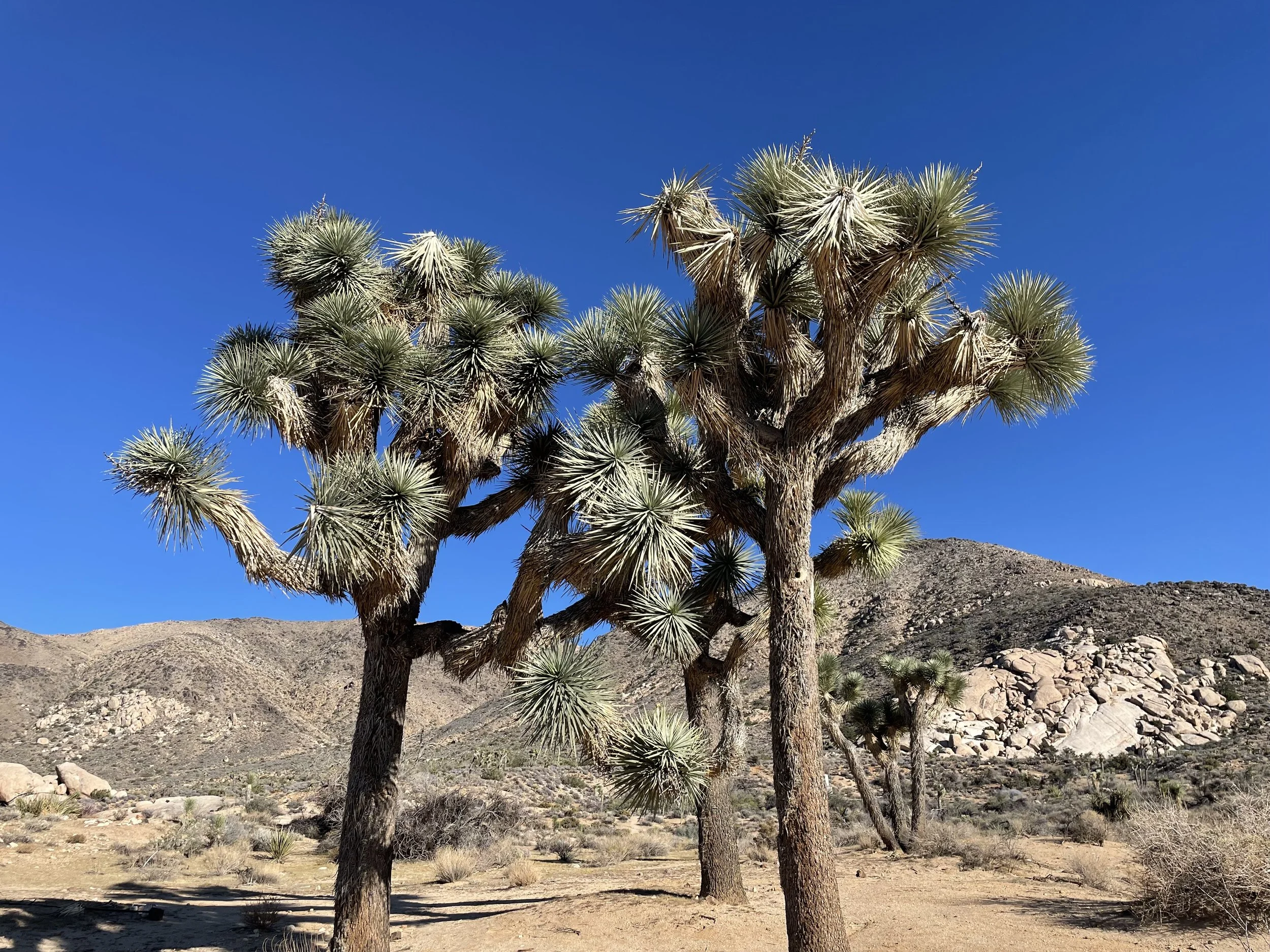 A desert landscape with a few Joshua trees and rocky hills under a clear blue sky.