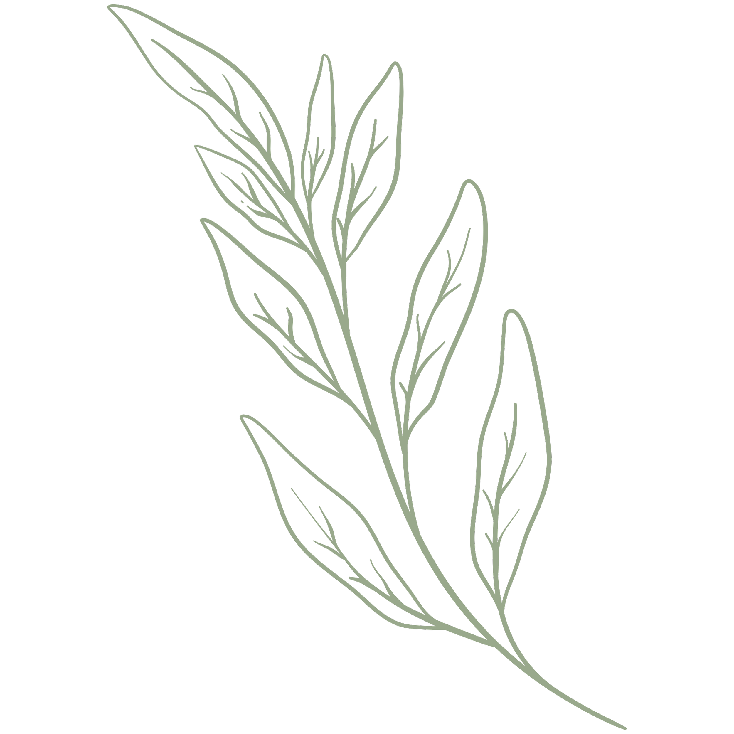 Line drawing of a leafy branch with multiple leaves.