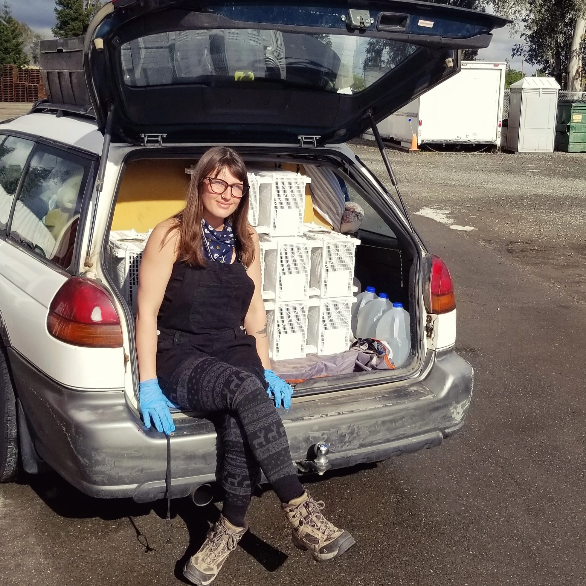A Car Full of Bees