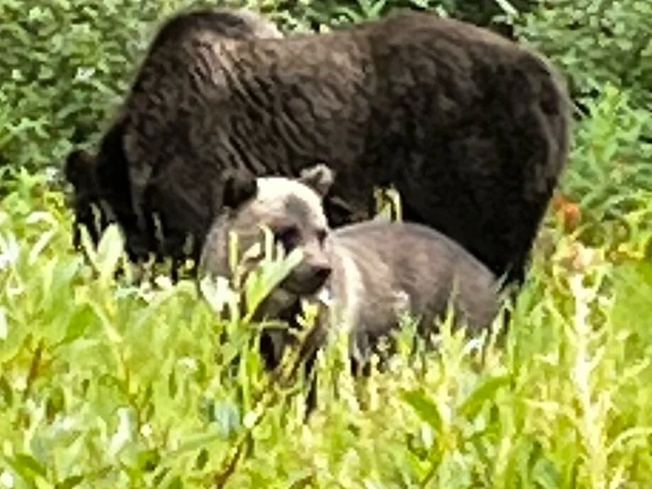 In #treaty7 #firstnations I respect the #sacredvalley and it&rsquo;s sacred spirit  There are so many adjectives I could use to describe the feeling one gets when seeing a #grizzly #bear with #cubs of year!

This is the reason I seek out the Elders k