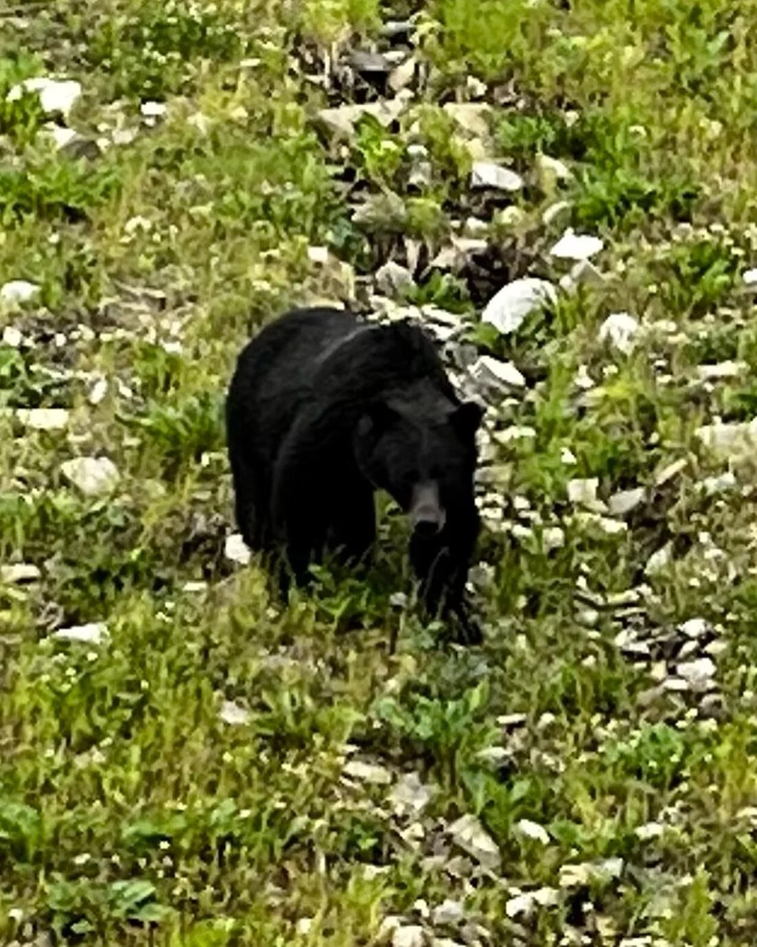 In the #sacredvalley of #kananaskis ,This #bigboy #grizzly Stoney #treaty7 #firstnations word is Wataga 
Typically male #bears will not be fitted with a collar. All tho in recent conversations I know of two smaller 4 year old males, one in Yellowston