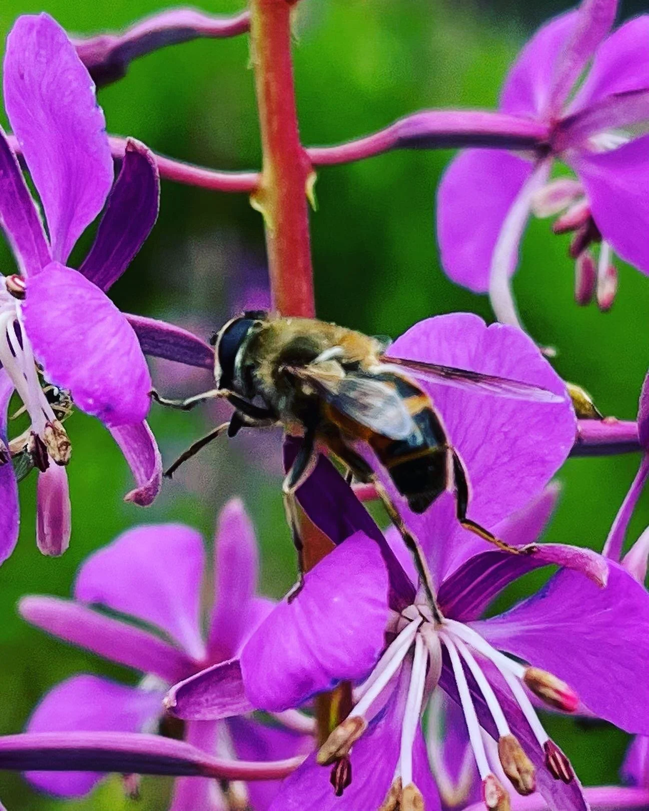 We all know that saying busy as #bee 
Work hard for your #honey 
#love pretty #flowers ? Thank a bee!
With the #buzz of #summer winding down. It is important to stop and take some time to enjoy that which makes summer one of my favourite seasons.
Cou