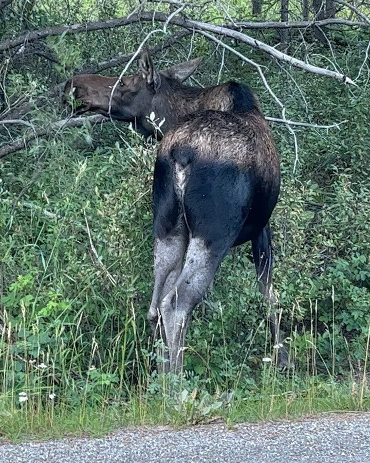 #treaty7 #stoneynation #sacredvalley #kananaskis
It&rsquo;s a real #catandmouse #dance between the #moose and #grizzly #bears this time of year. Most grizzlies are up high again as the #buffalo #berry crop was not good.
So the ungulates know this and