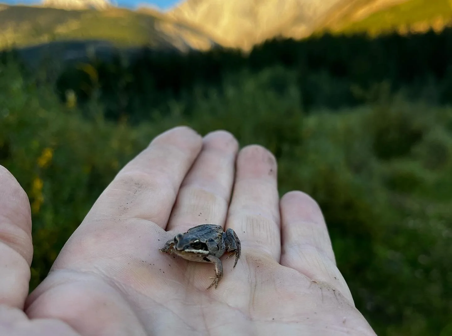 With over 5 million visitors/ #tourists to #treaty7 #stoneynation in the #sacredvalley of #kananaskis 
We must protect the smallest in the #ecosystems of the region. Most people travelling through #kananaskiscountry want to see a #grizzly , #wolf #mo