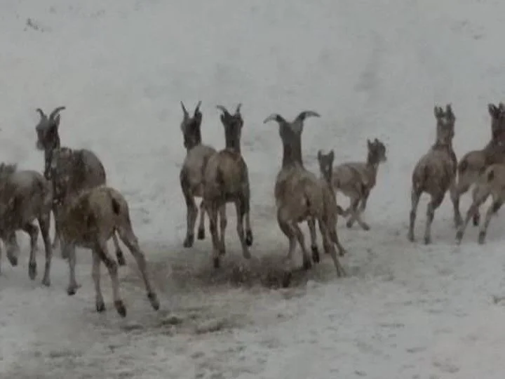 The #mountains can be unpredictable as the first two pictures show from 8 years ago we had a wild one in the #sacredvalley of #kananaskis that day. Fast forward and the #dogdaysofsummer are still upon us.
#snowstorms #bighornsheep #moose #mountainlif