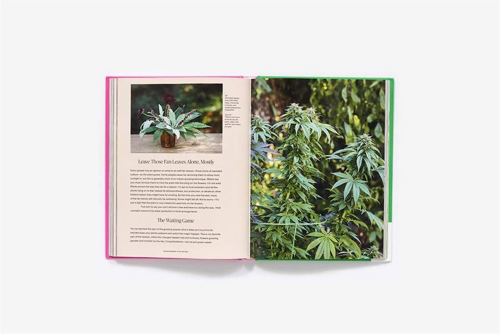 growing weed plant.jpg