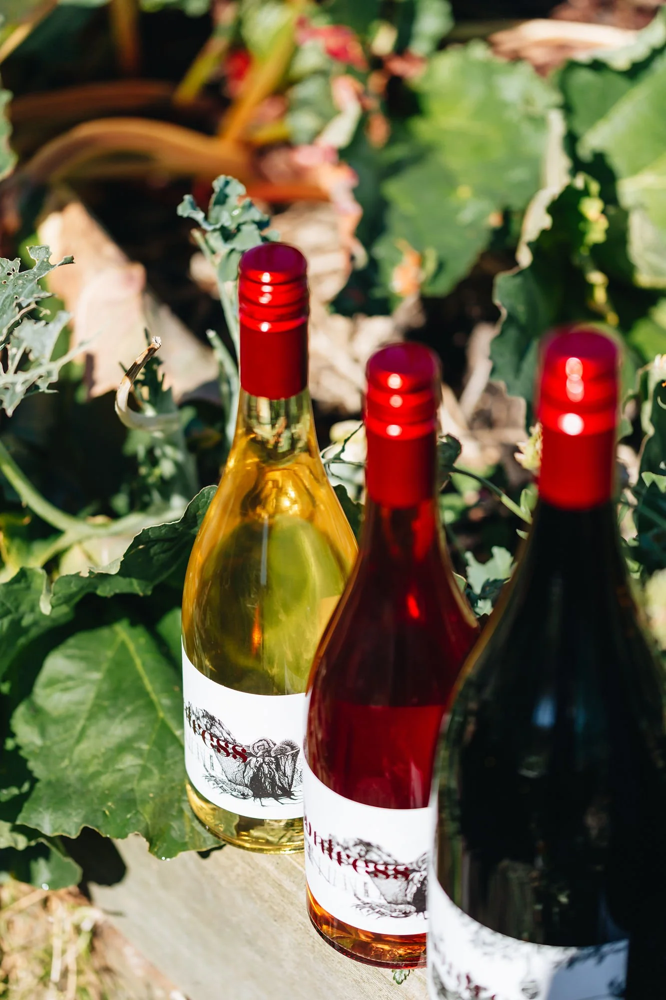 RECENT RELEASE - 3 BOTTLE PACK