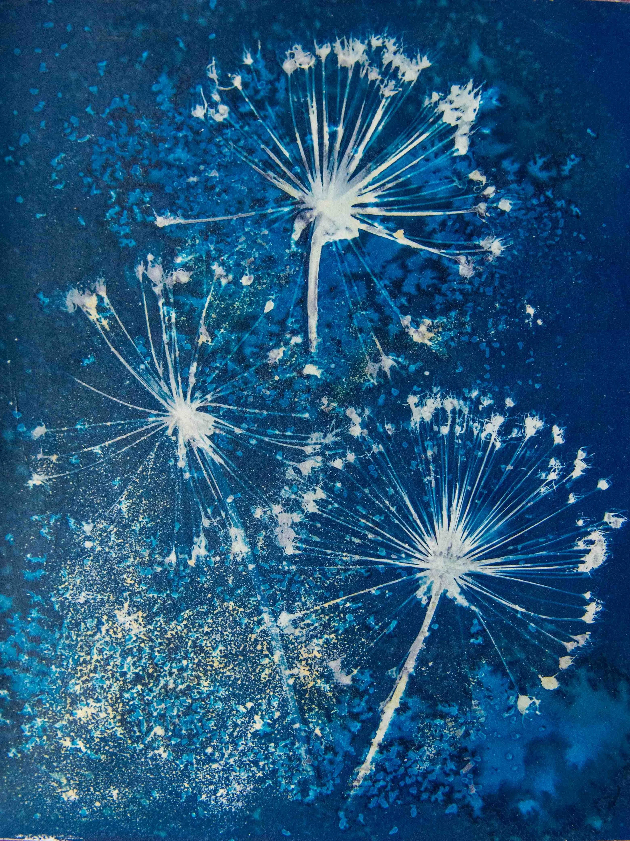 cyanotypes-6.jpg
