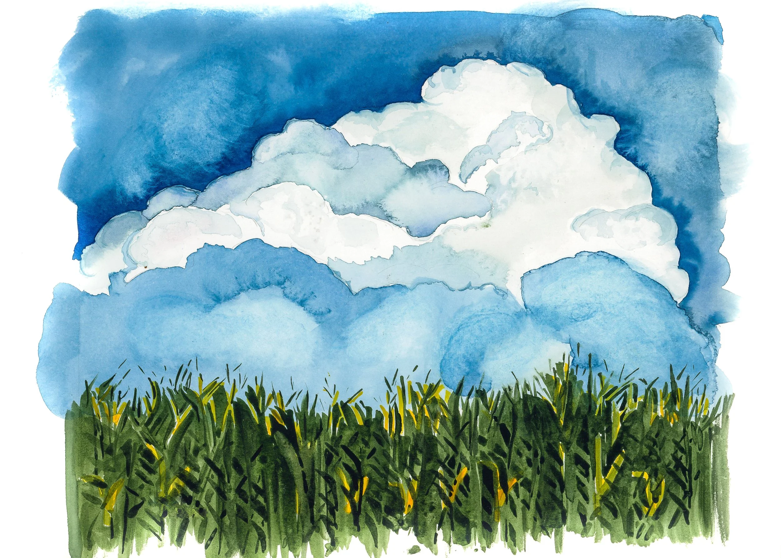 Ohio Cornfields.jpg