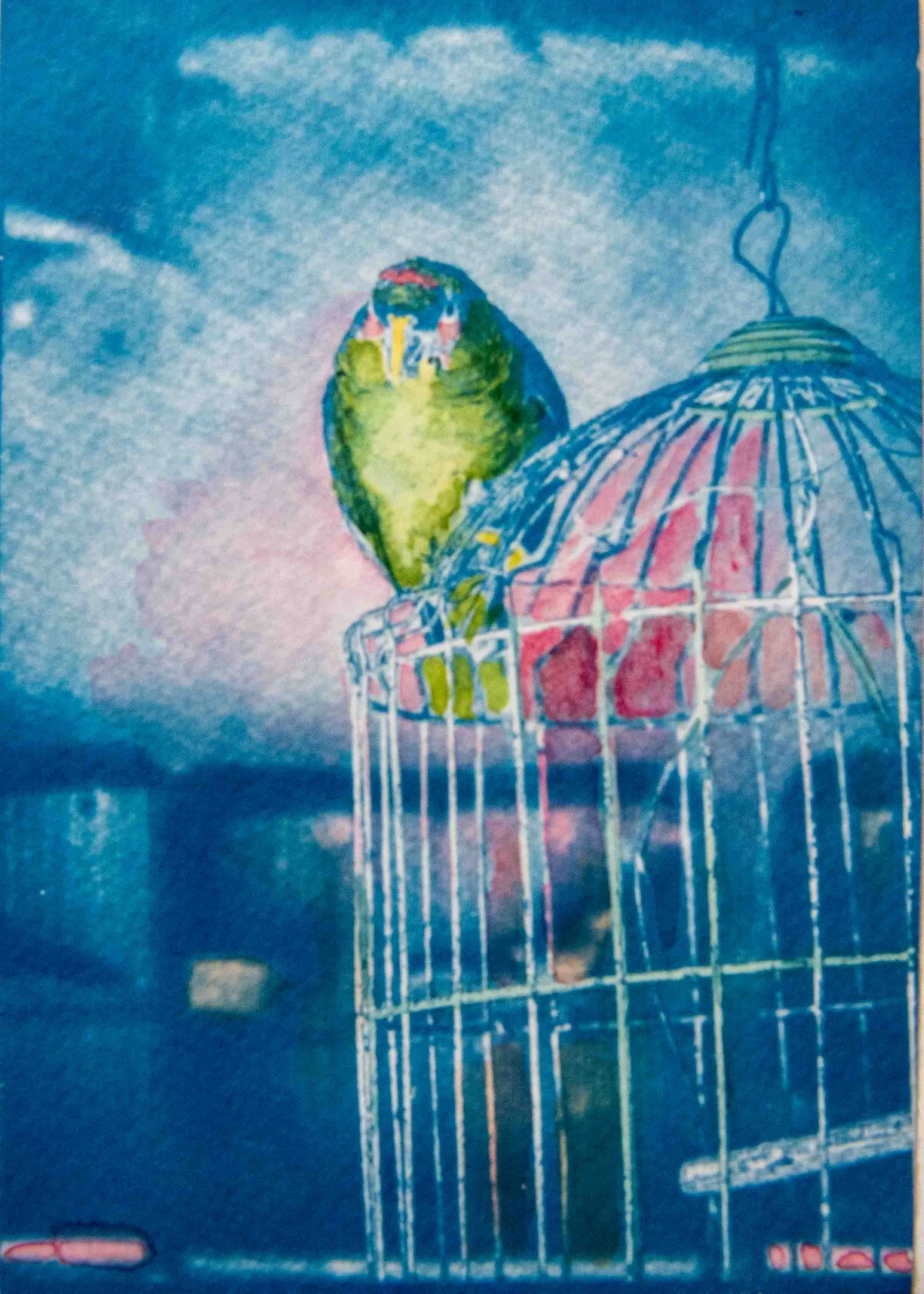 cyanotypes-12.jpg