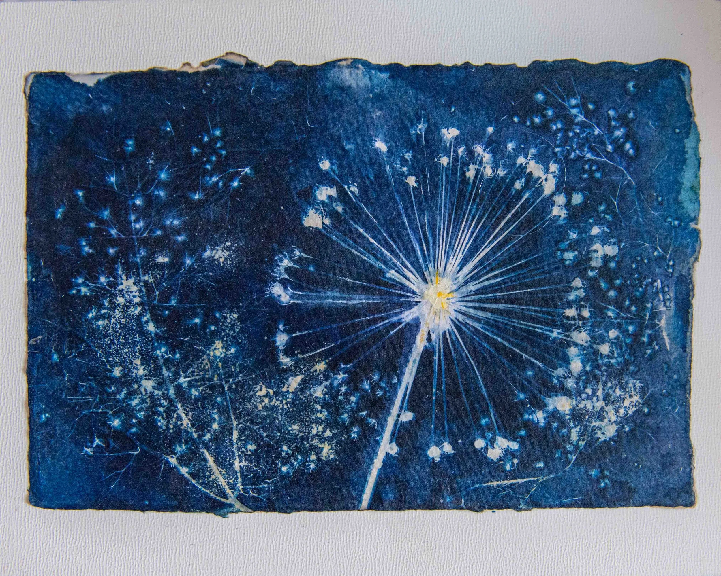 cyanotypes-3.jpg