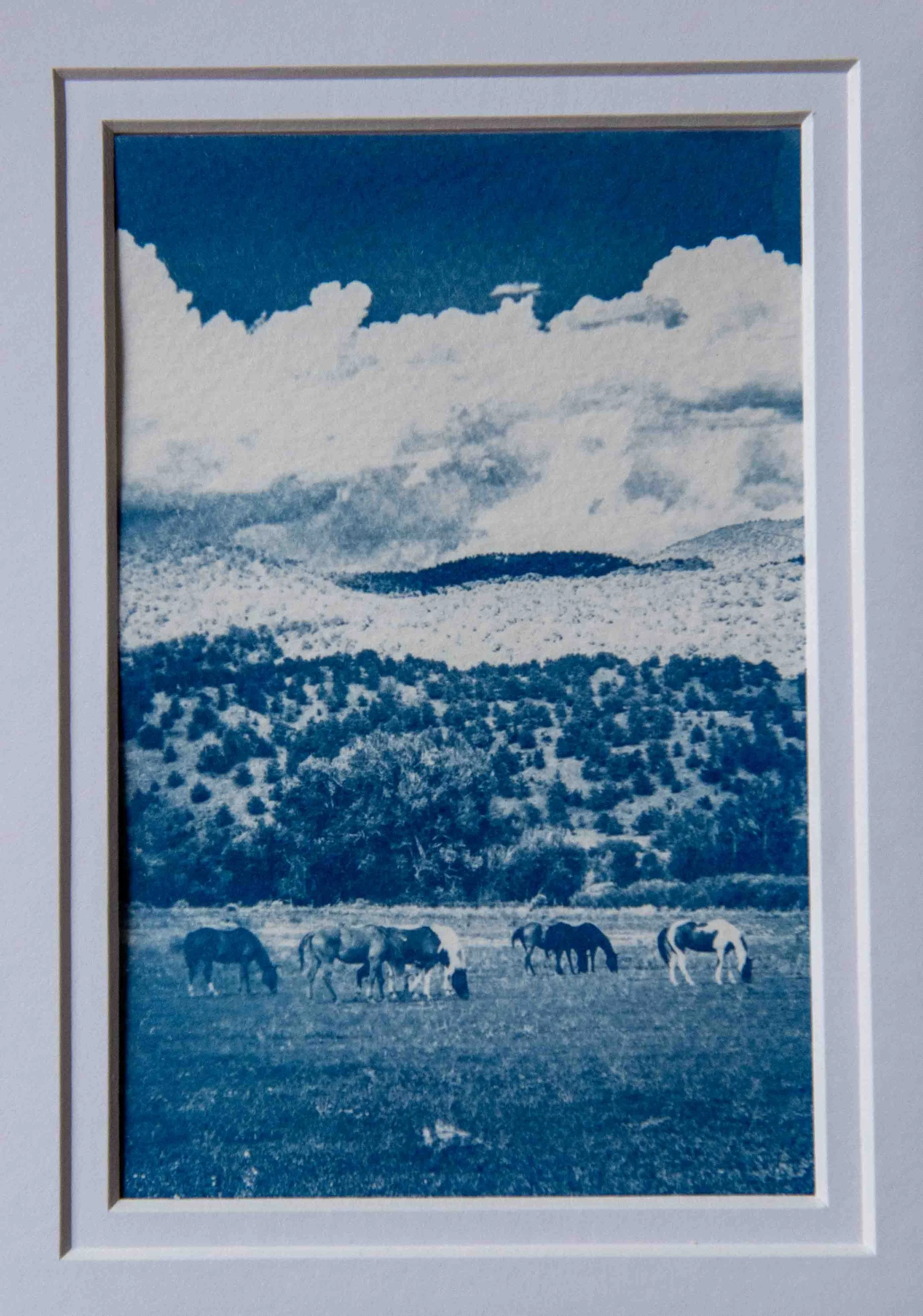 cyanotypes-23.jpg