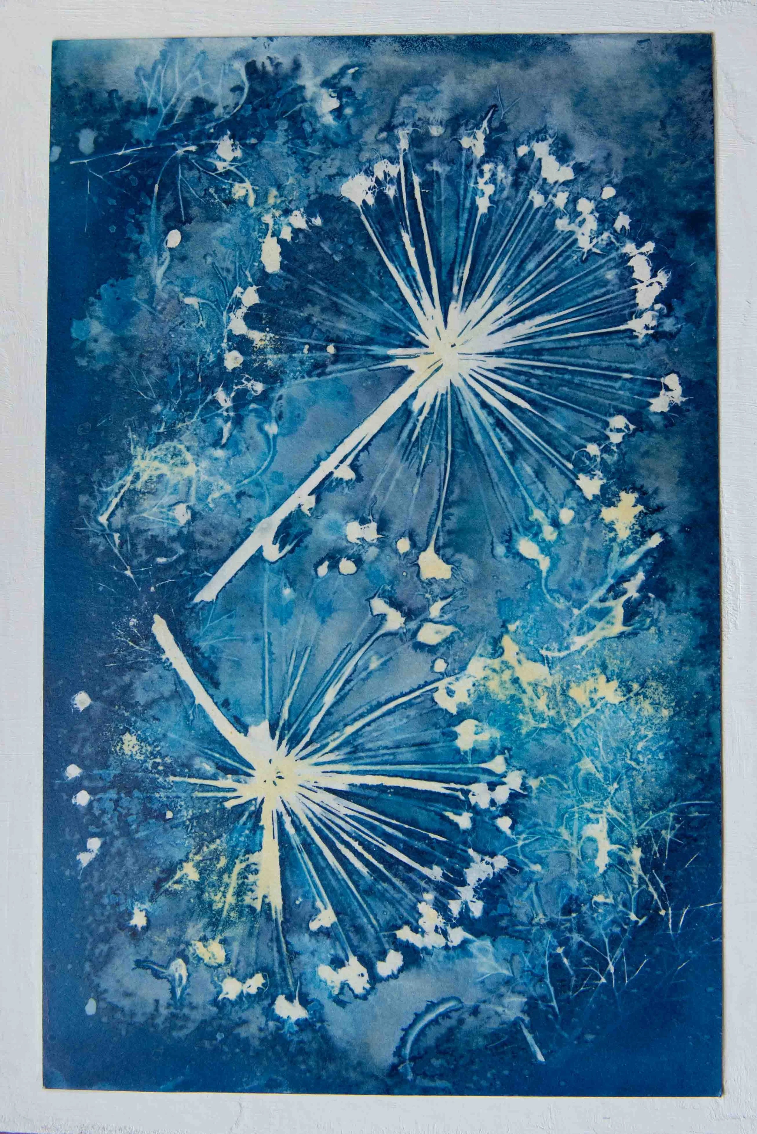 cyanotypes-9.jpg